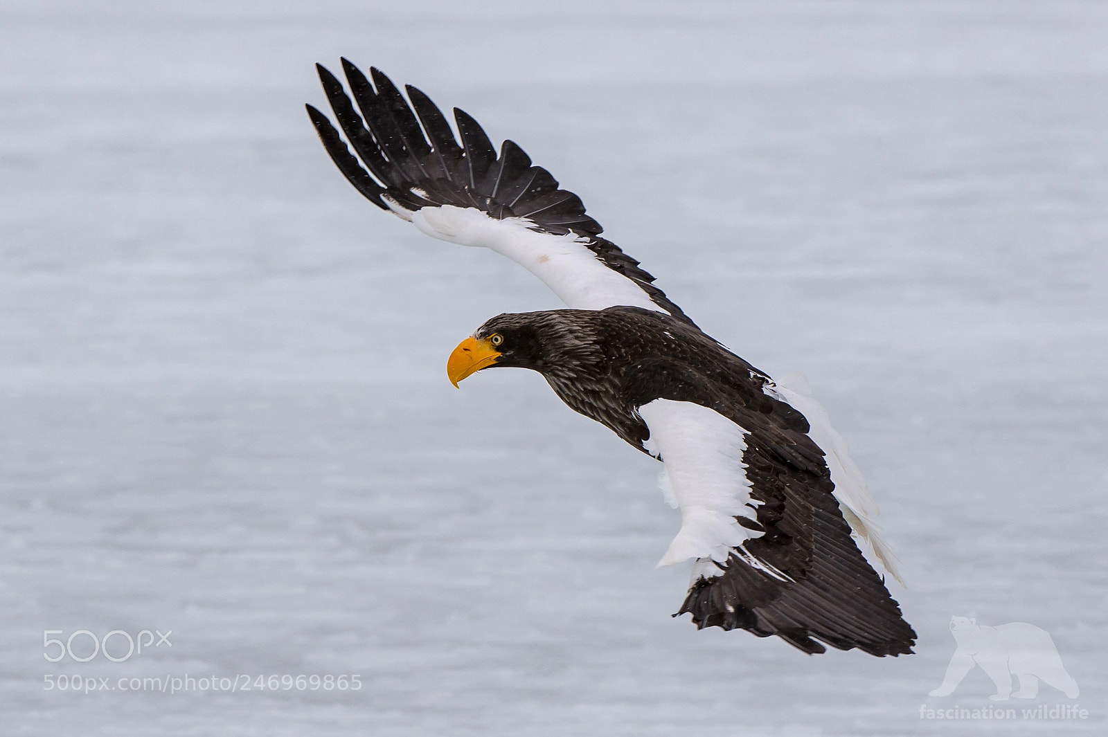 Nikon D4S sample photo. Steller sea eagle photography