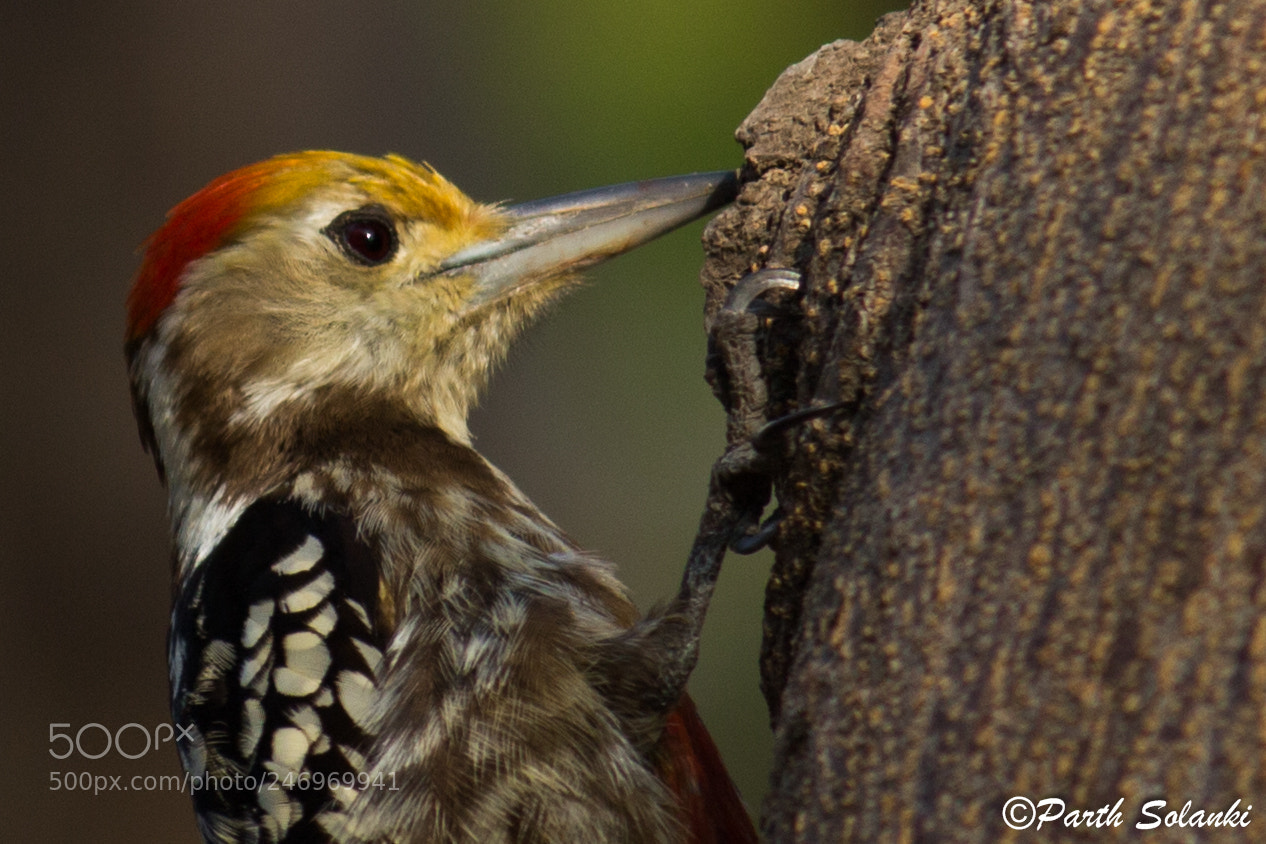 Canon EOS 700D (EOS Rebel T5i / EOS Kiss X7i) sample photo. Yellow crowned woodpecker photography