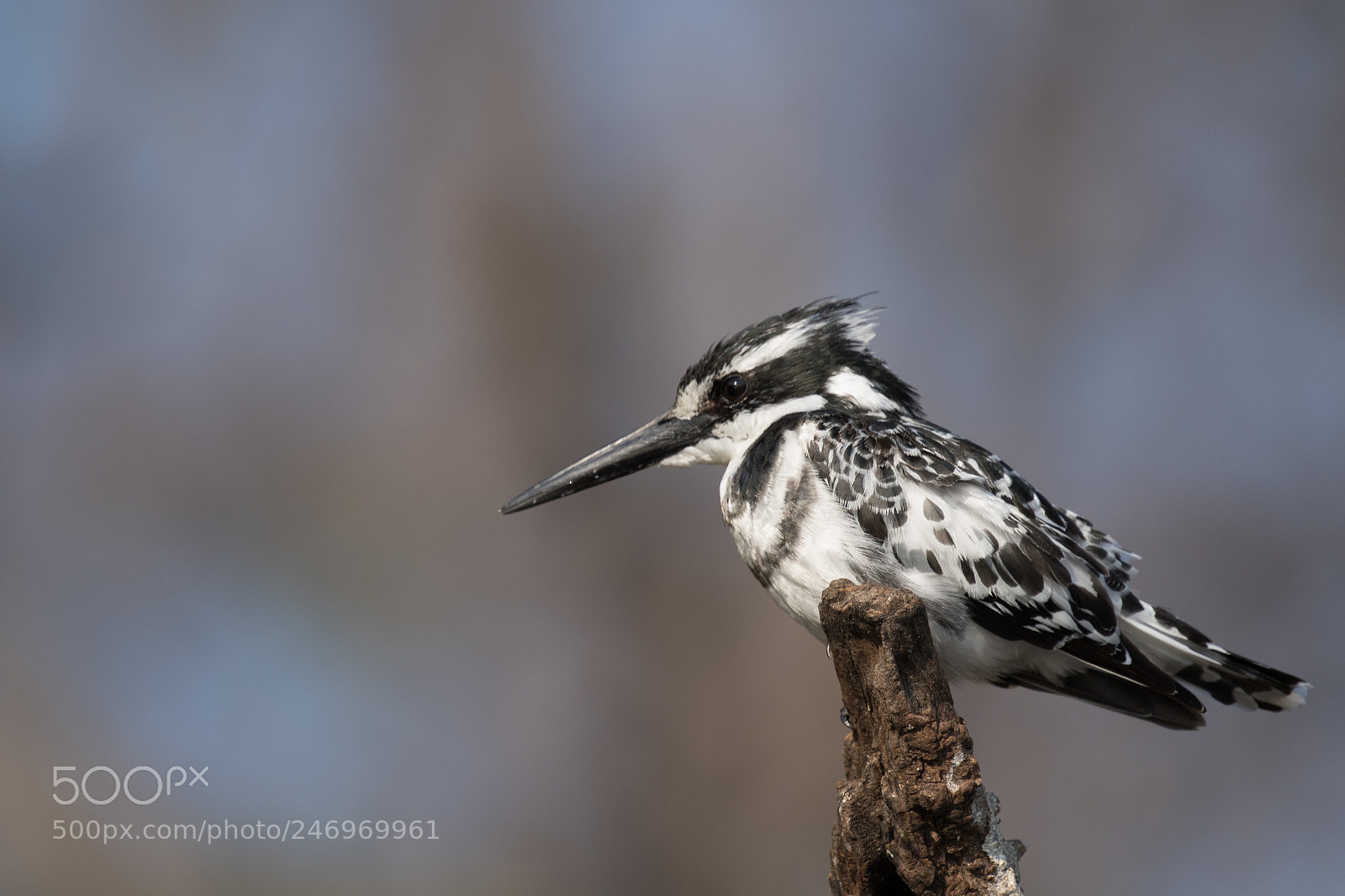 Canon EOS 7D Mark II sample photo. Pied kingfisher on perch photography