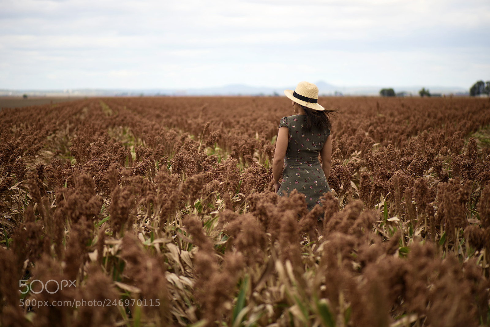 Nikon D800 sample photo. Field of australian sorghum. photography