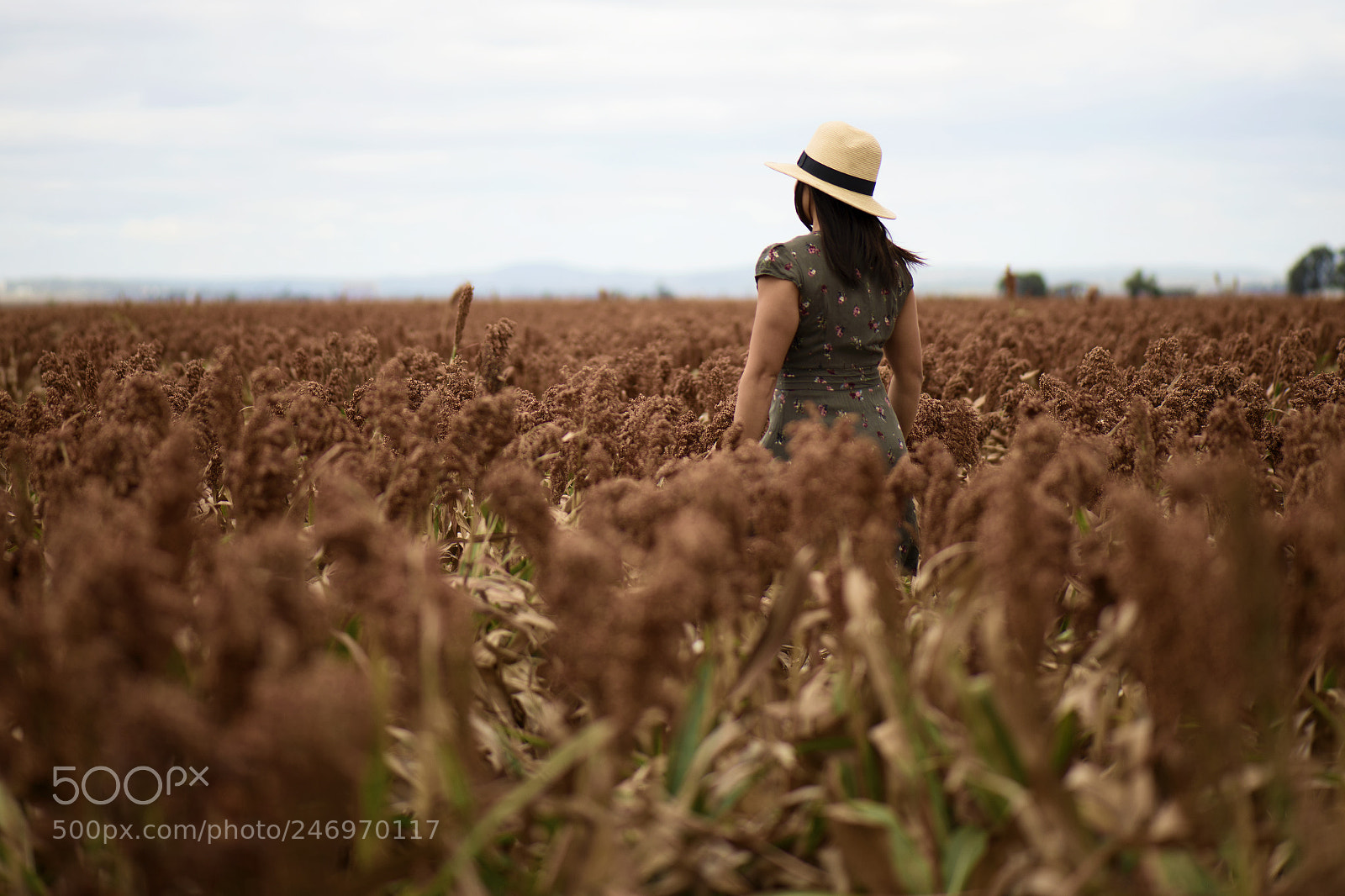 Nikon D800 sample photo. Field of australian sorghum. photography