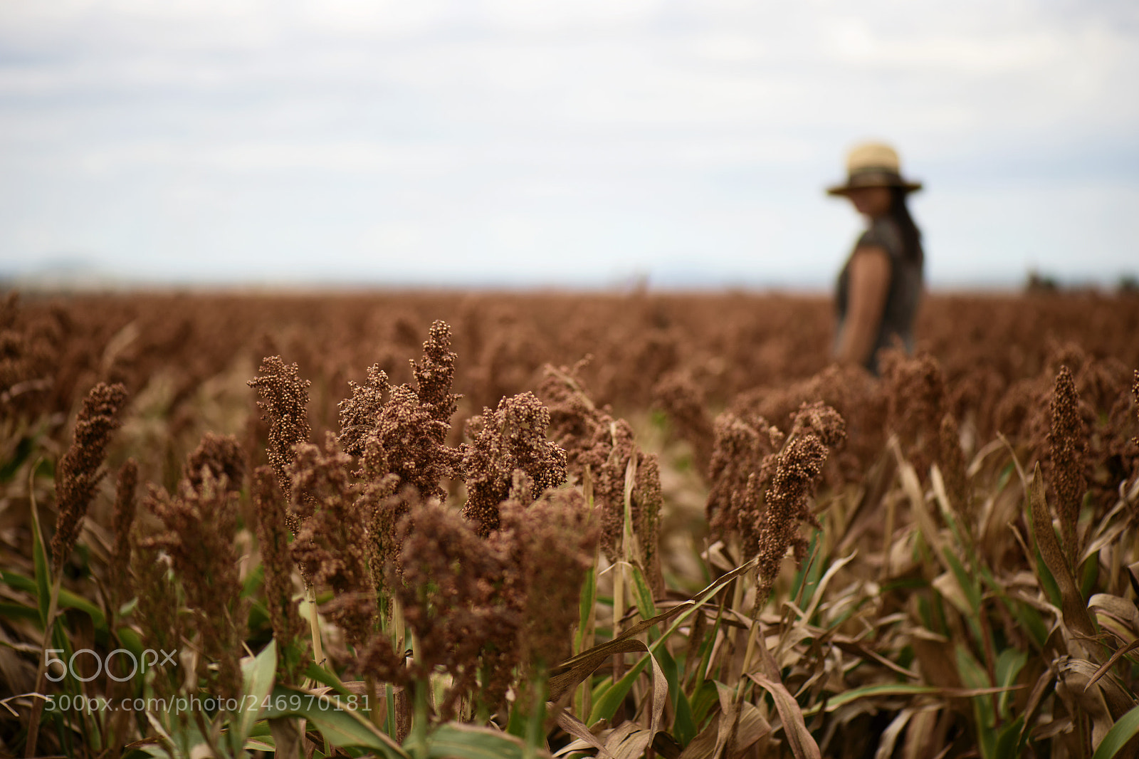 Nikon D800 sample photo. Field of australian sorghum. photography