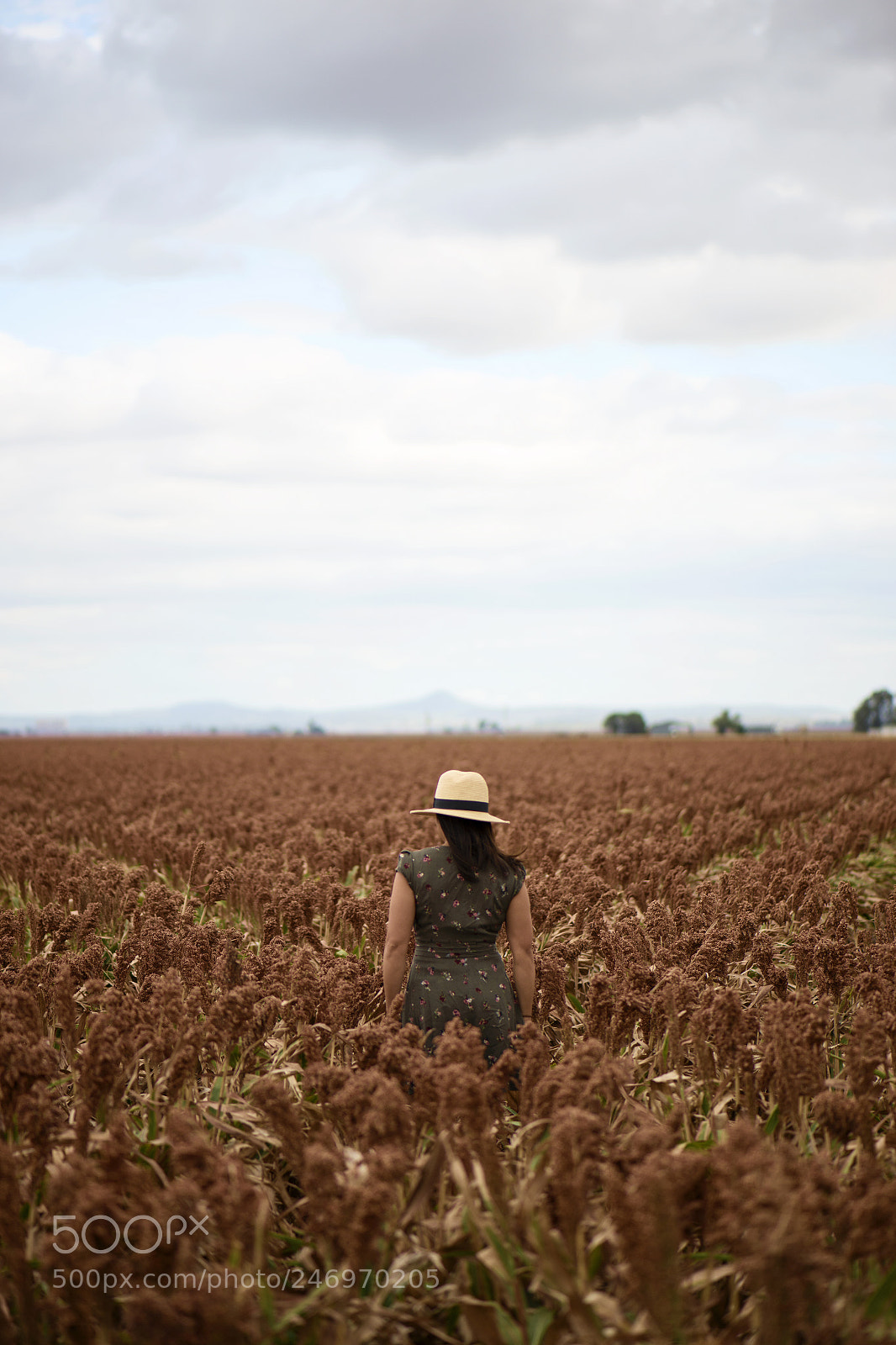 Nikon D800 sample photo. Field of australian sorghum. photography