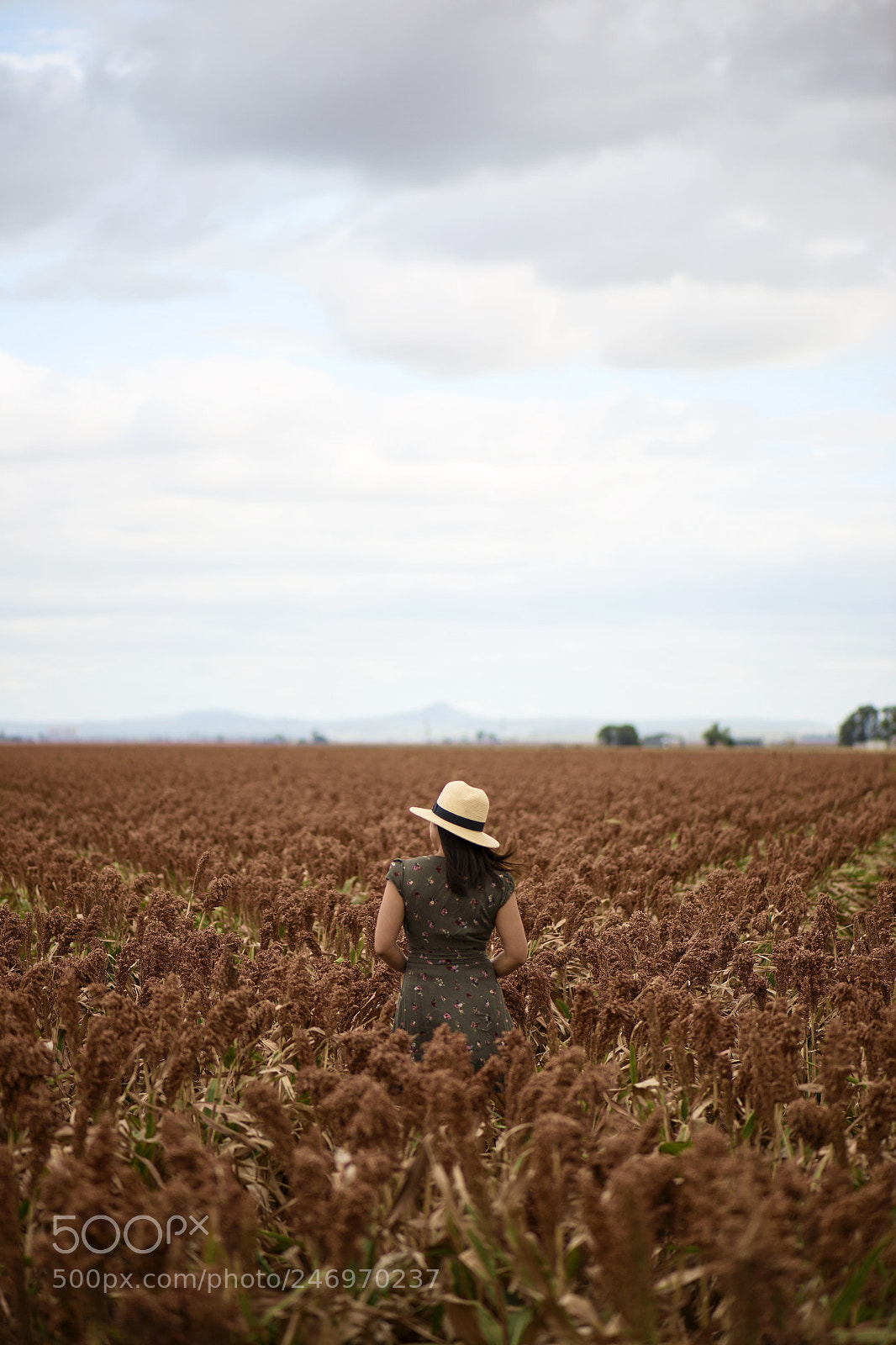 Nikon D800 sample photo. Field of australian sorghum. photography