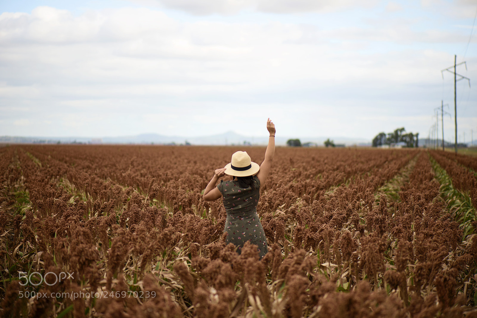 Nikon D800 sample photo. Field of australian sorghum. photography