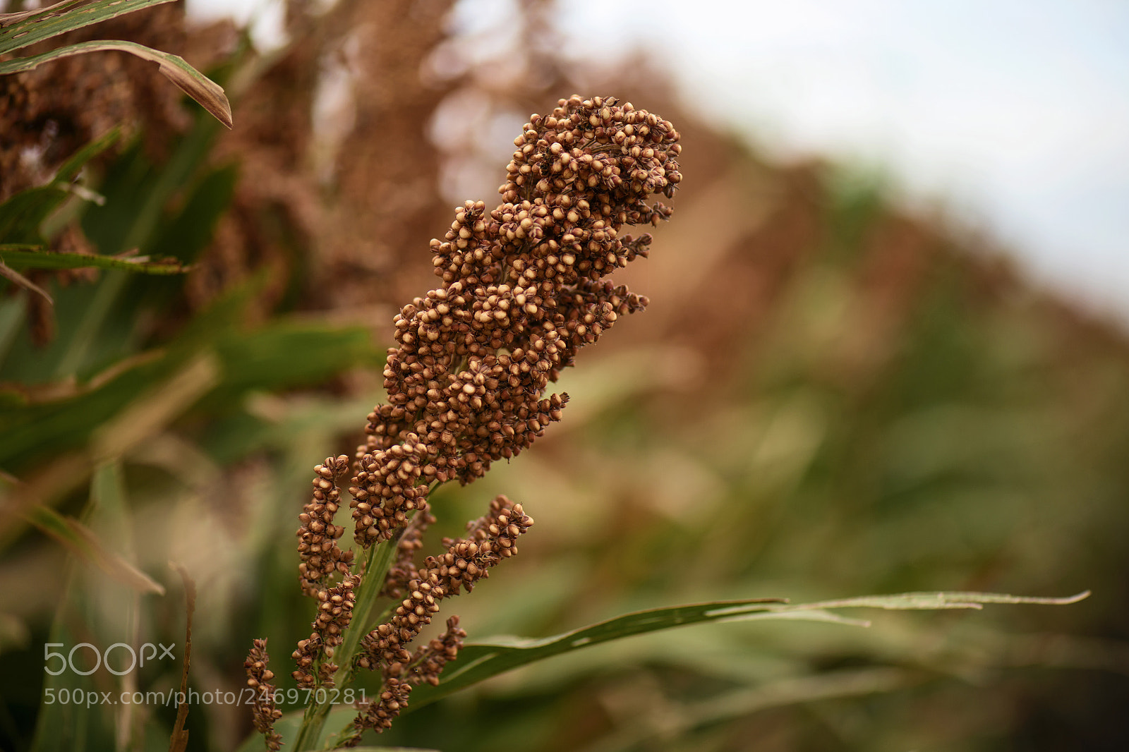 Nikon D800 sample photo. Field of australian sorghum. photography