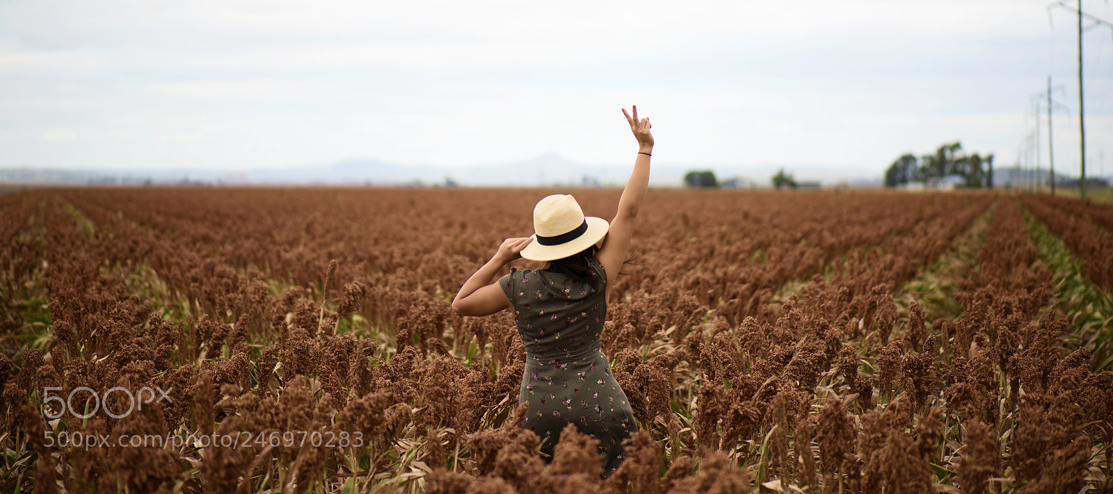 Nikon D800 sample photo. Field of australian sorghum. photography