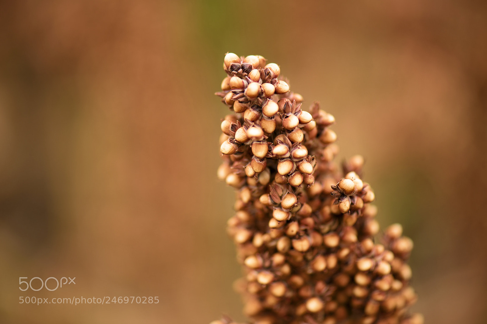 Nikon D800 sample photo. Field of australian sorghum. photography