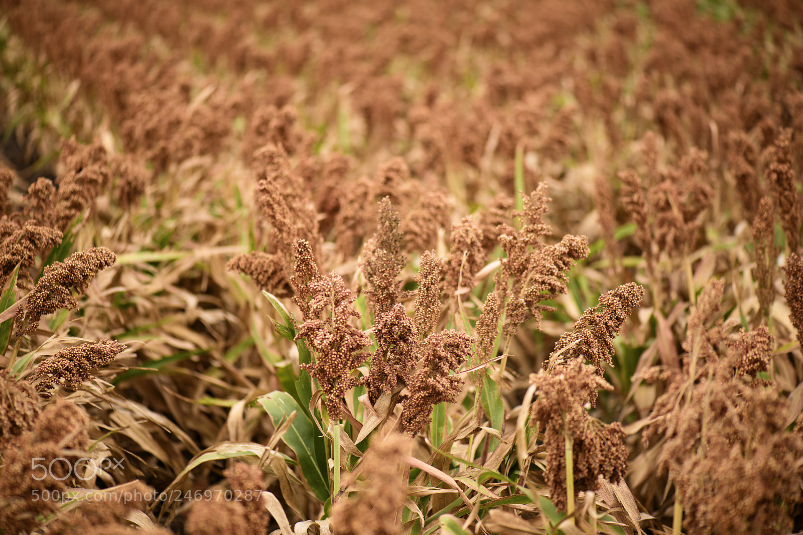 Nikon D800 sample photo. Field of australian sorghum. photography
