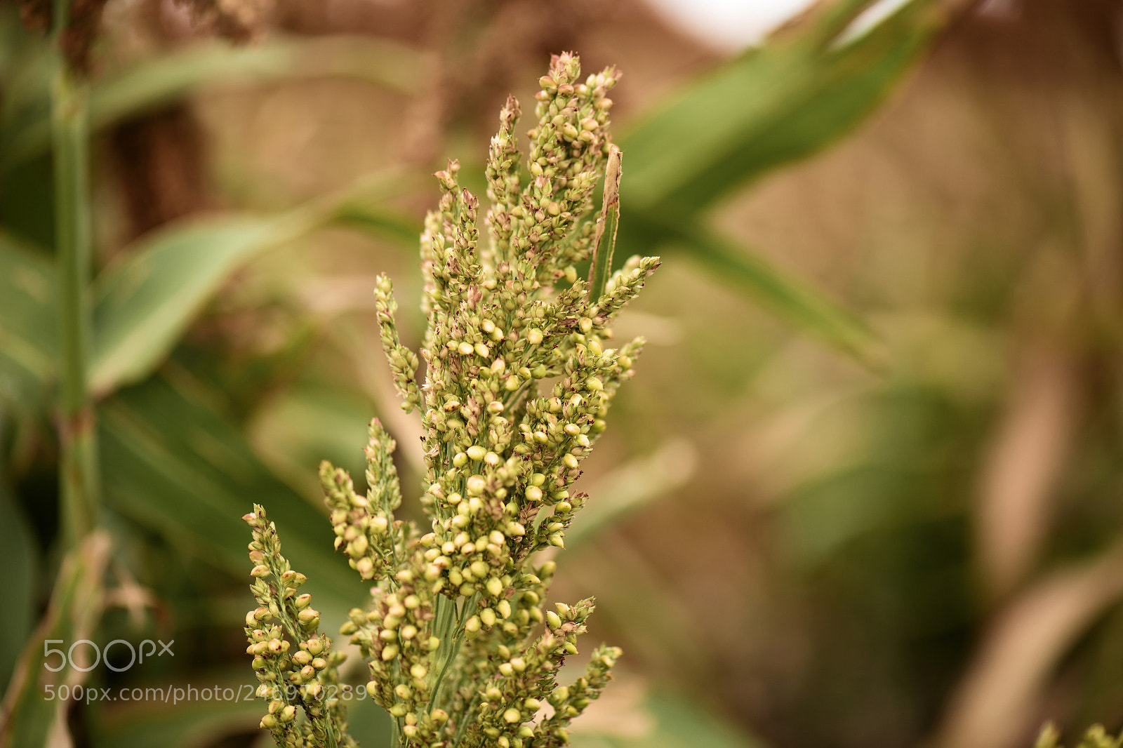 Nikon D800 sample photo. Field of australian sorghum. photography
