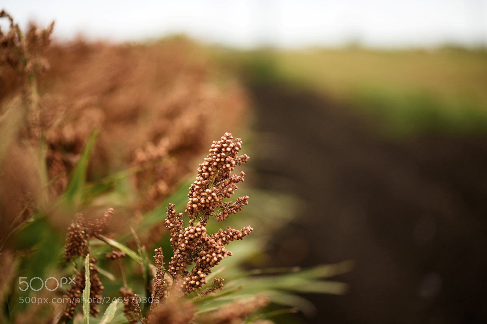 Nikon D800 sample photo. Field of australian sorghum. photography