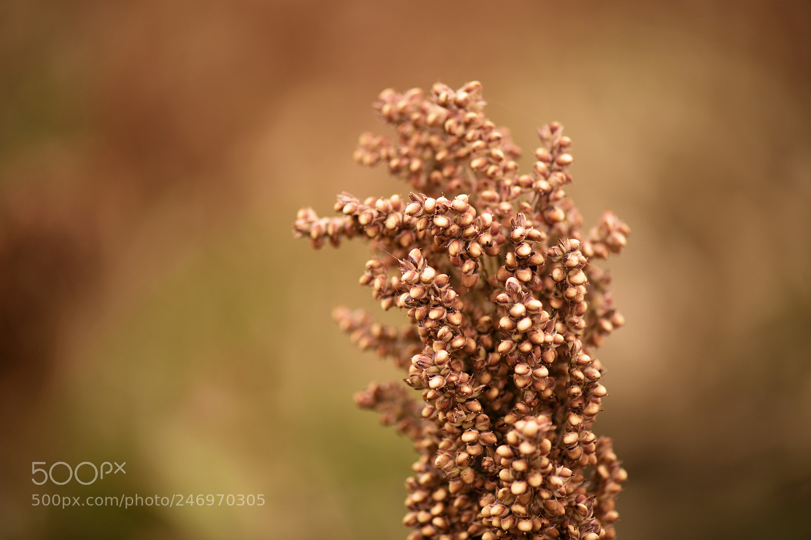 Nikon D800 sample photo. Field of australian sorghum. photography