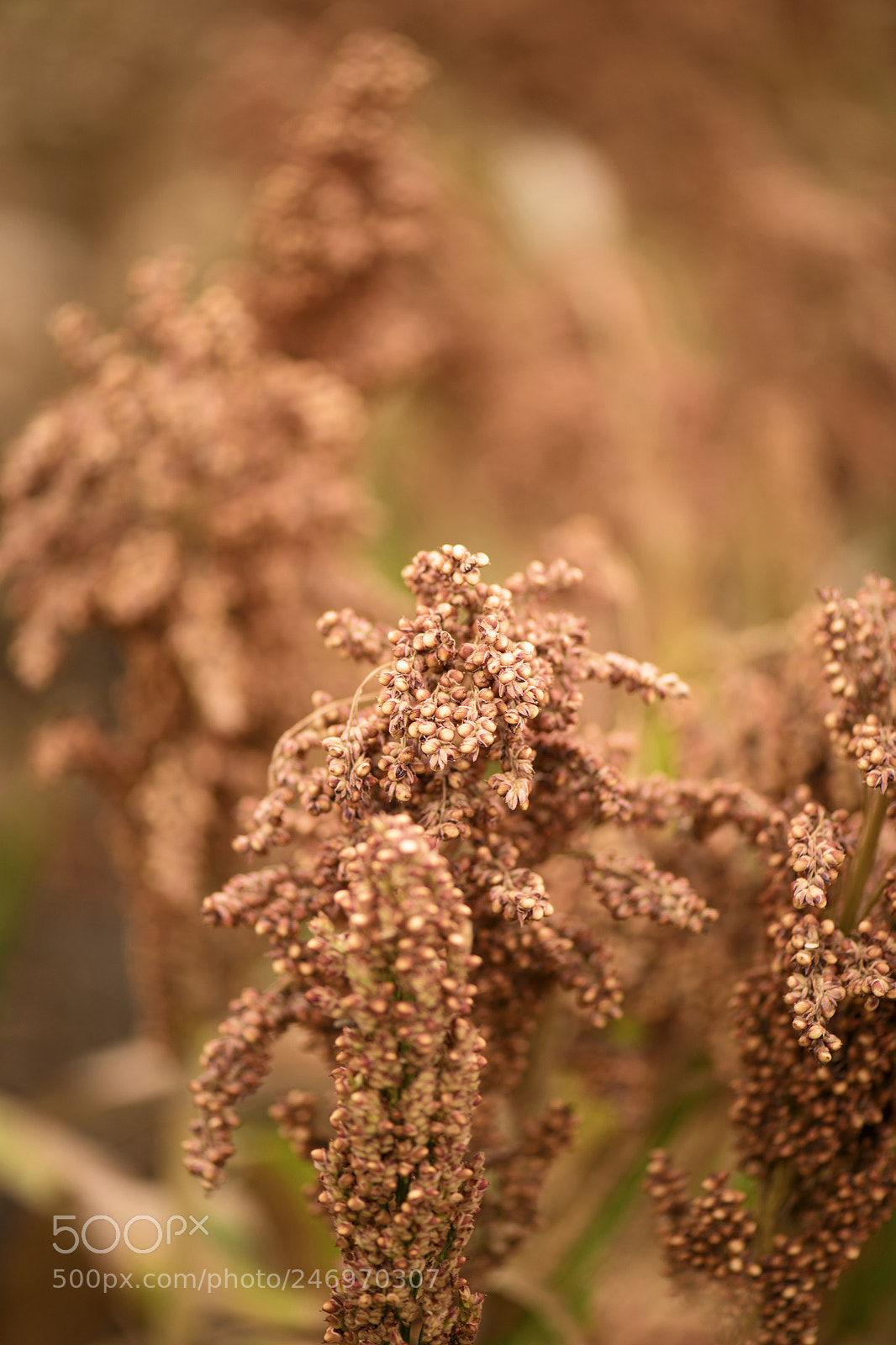 Nikon D800 sample photo. Field of australian sorghum. photography