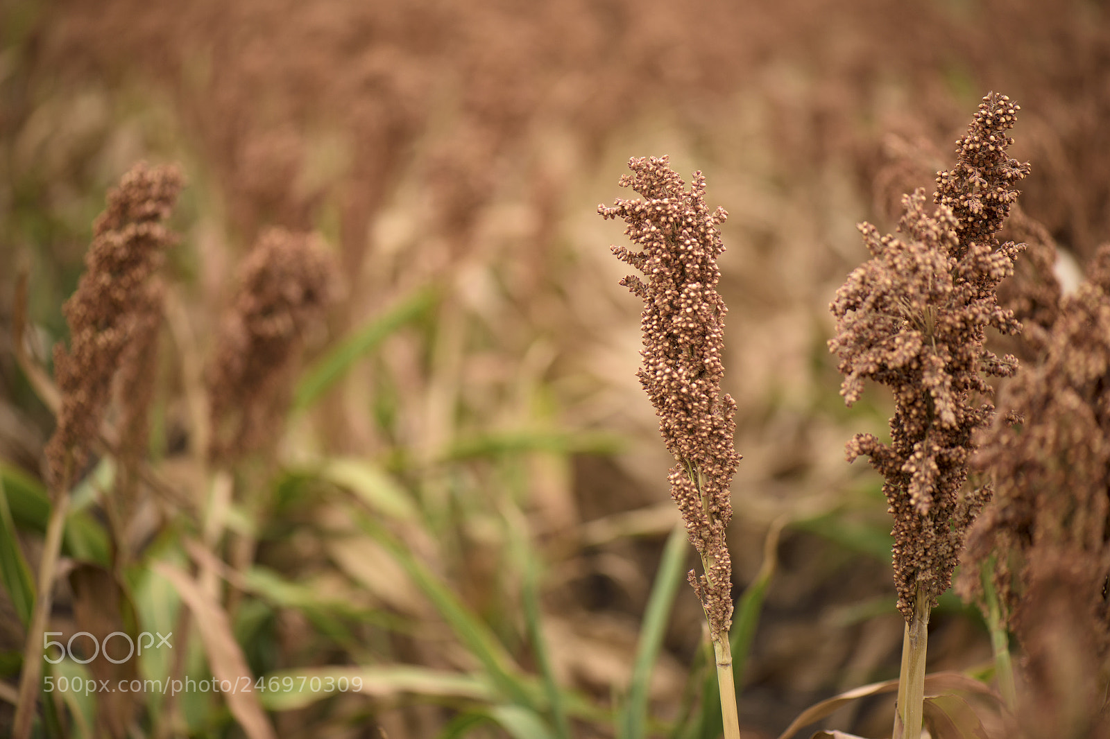 Nikon D800 sample photo. Field of australian sorghum. photography