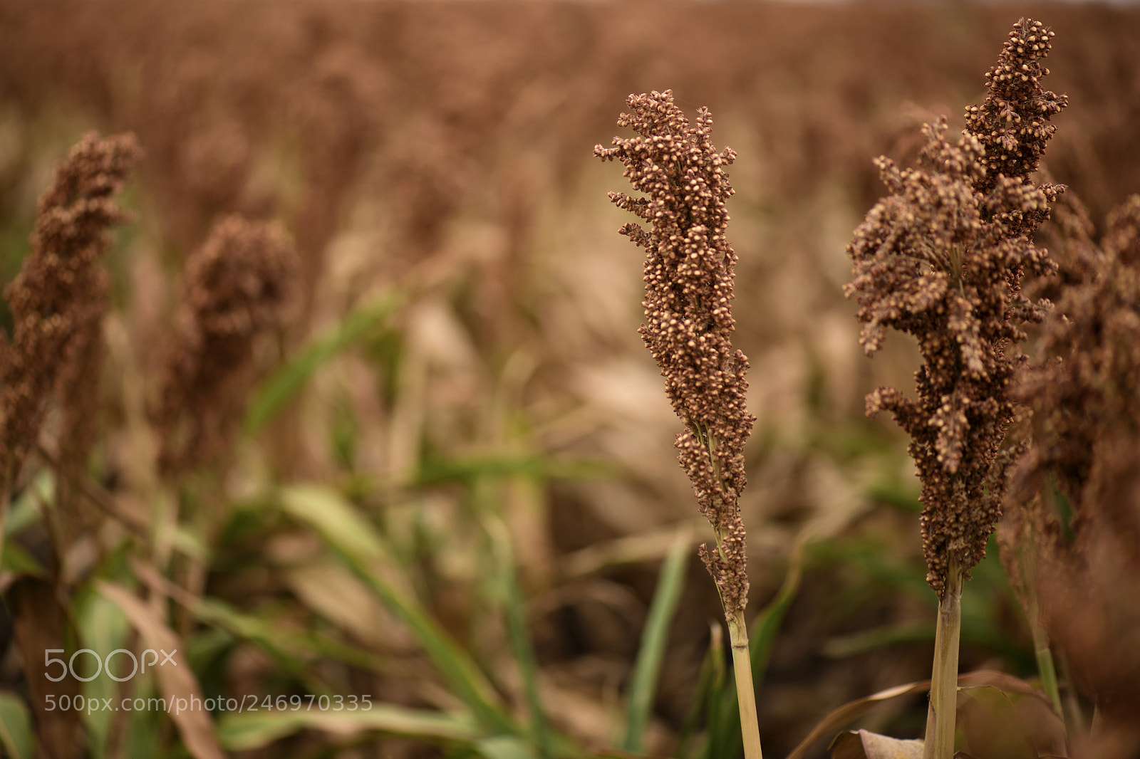Nikon D800 sample photo. Field of australian sorghum. photography