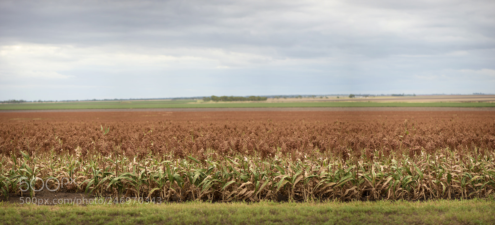 Nikon D800 sample photo. Field of australian sorghum. photography