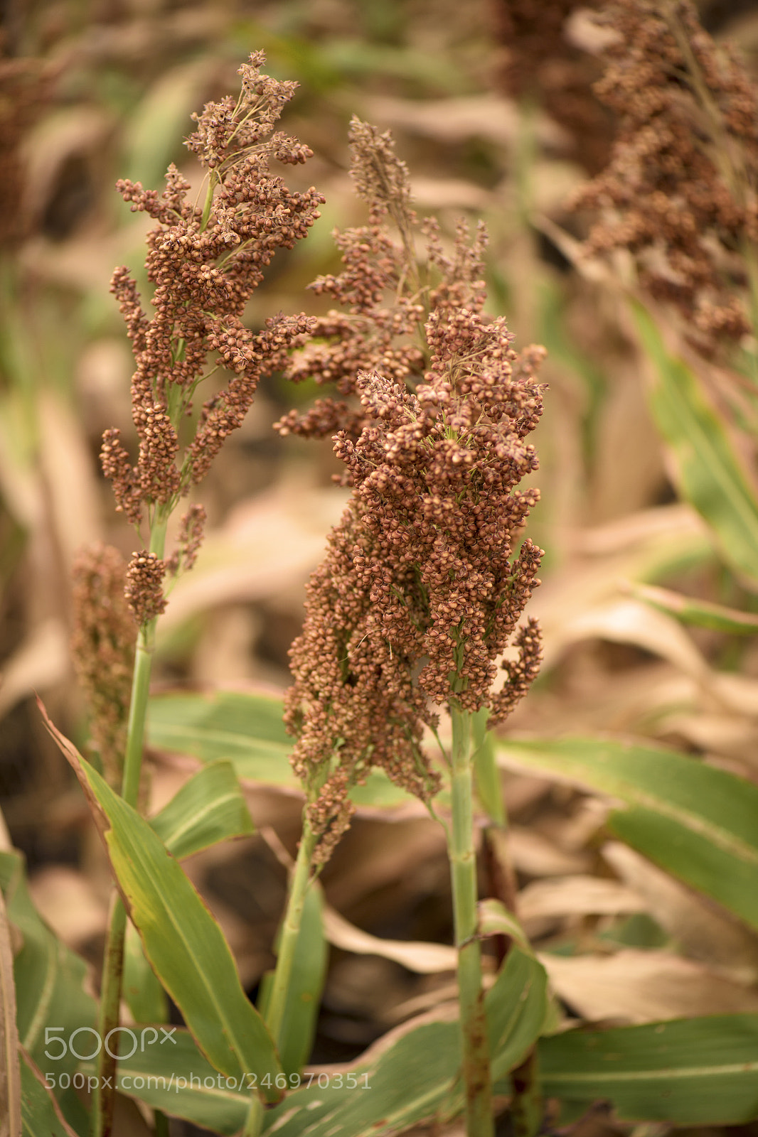 Nikon D800 sample photo. Field of australian sorghum. photography