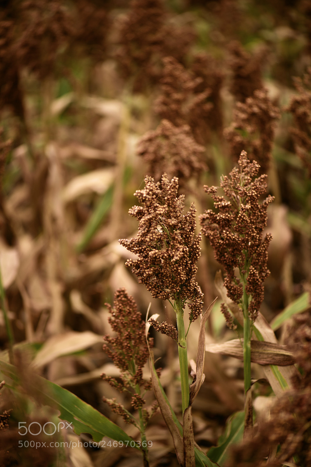 Nikon D800 sample photo. Field of australian sorghum. photography