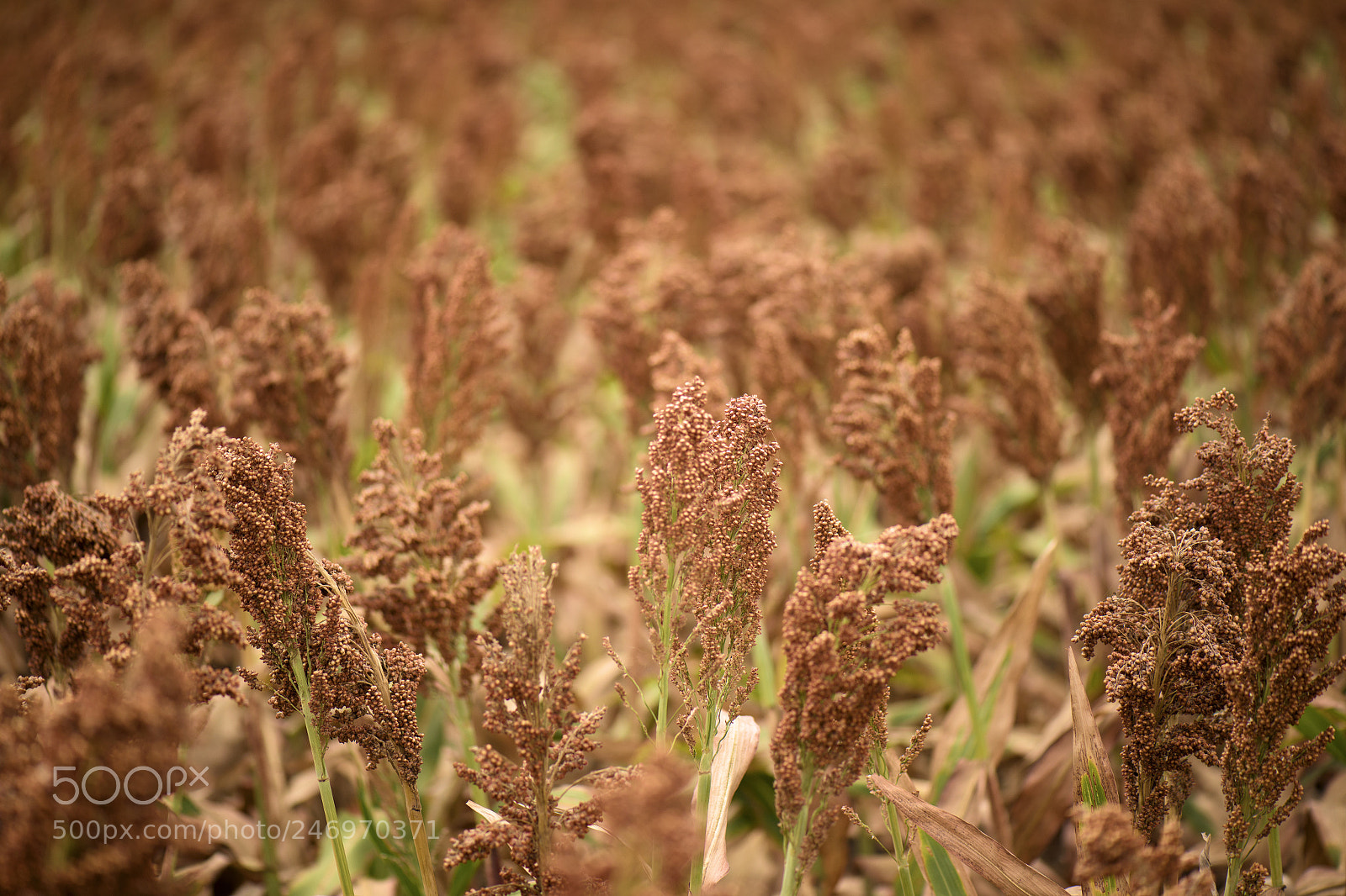 Nikon D800 sample photo. Field of australian sorghum. photography