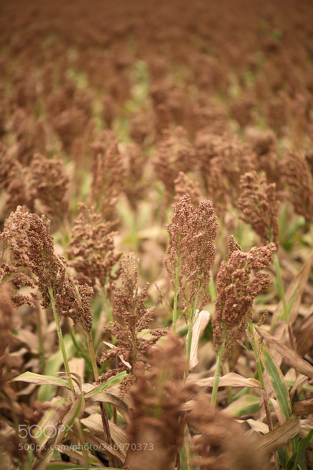 Nikon D800 sample photo. Field of australian sorghum. photography