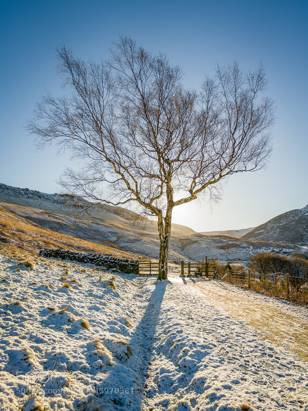 Sony a7R II sample photo. Winter tree photography