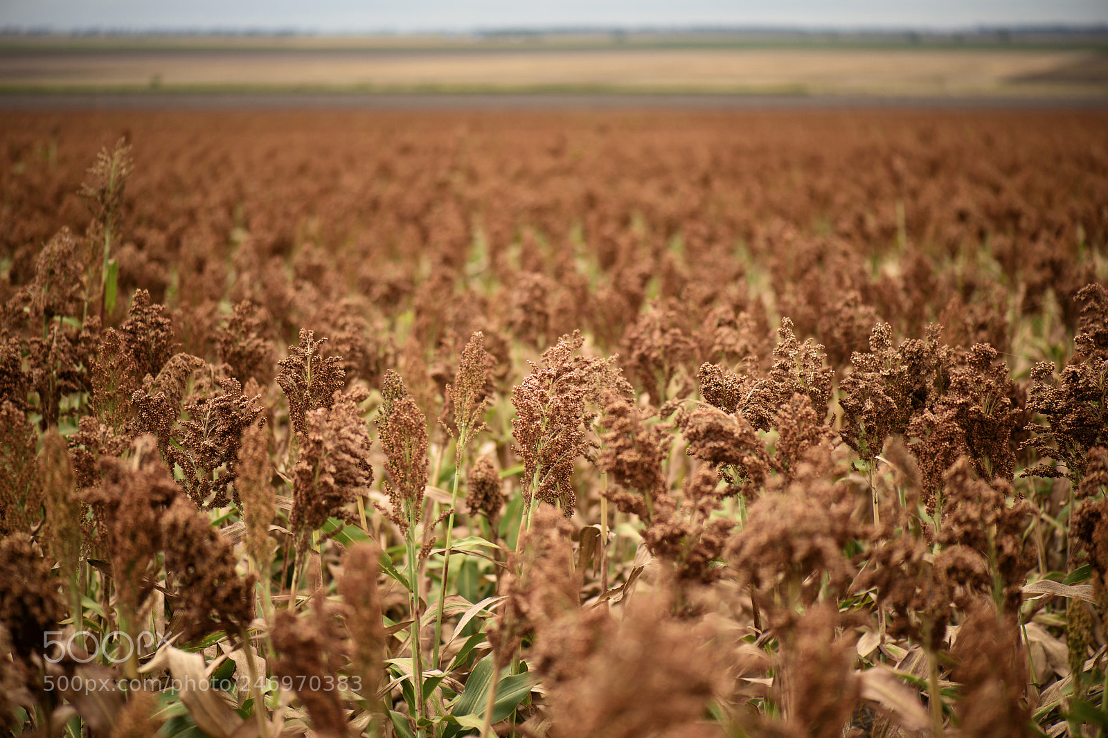 Nikon D800 sample photo. Field of australian sorghum. photography