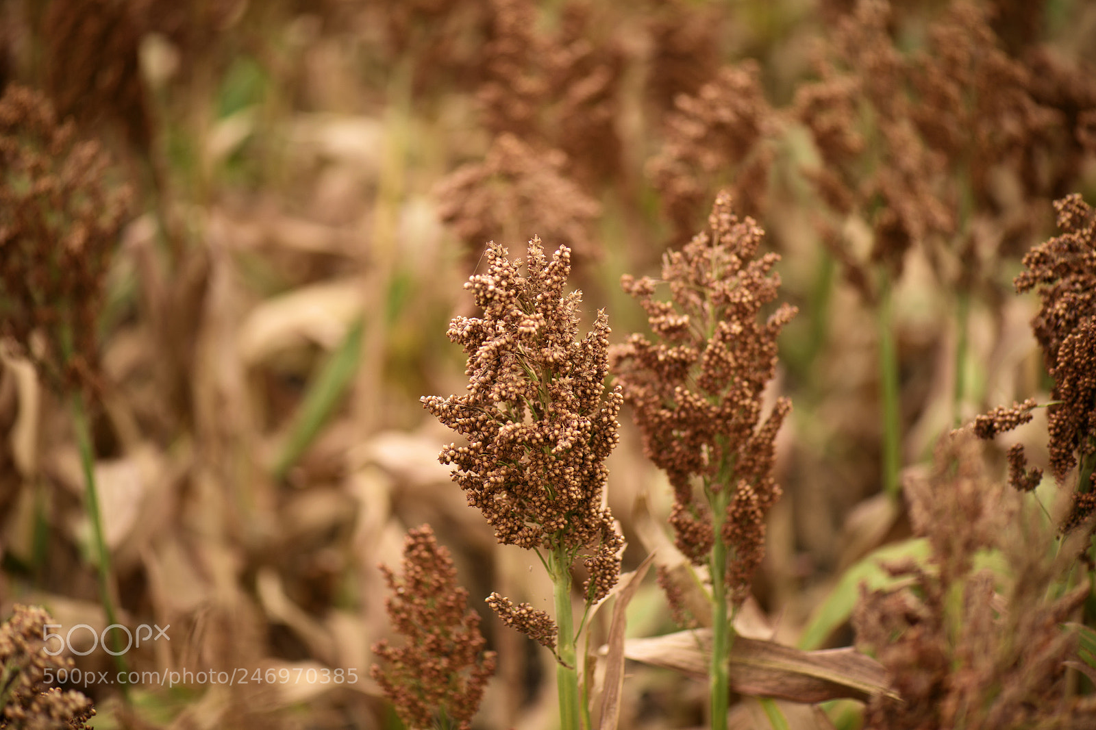 Nikon D800 sample photo. Field of australian sorghum. photography