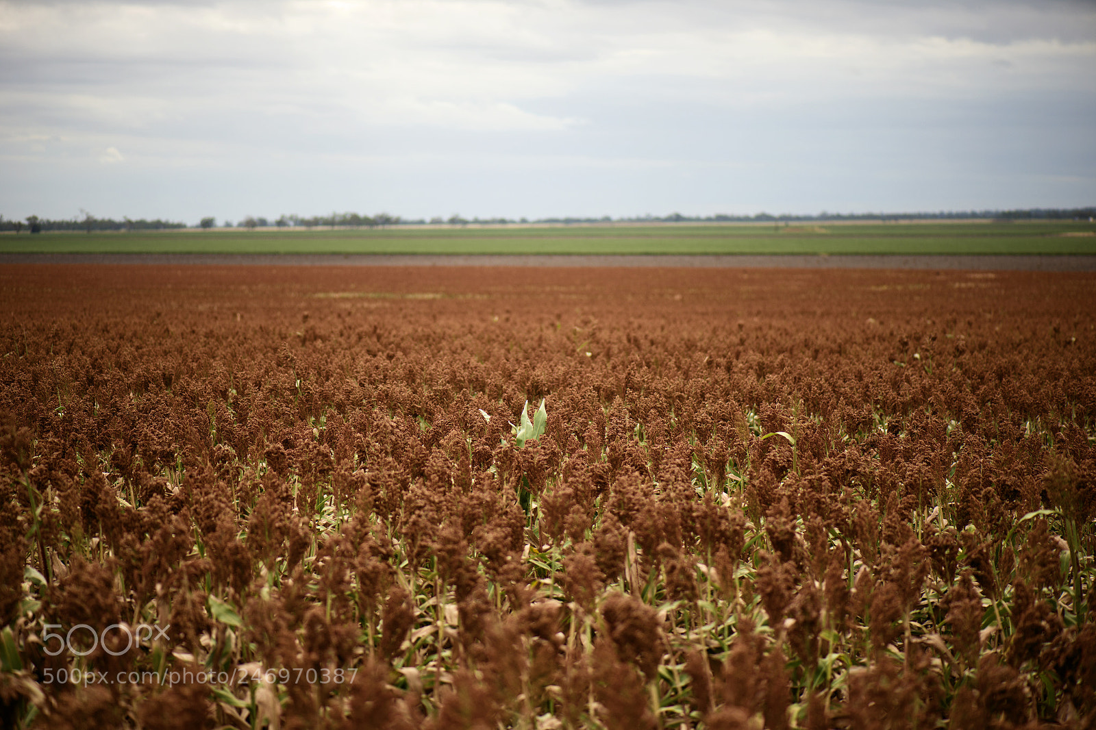 Nikon D800 sample photo. Field of australian sorghum. photography