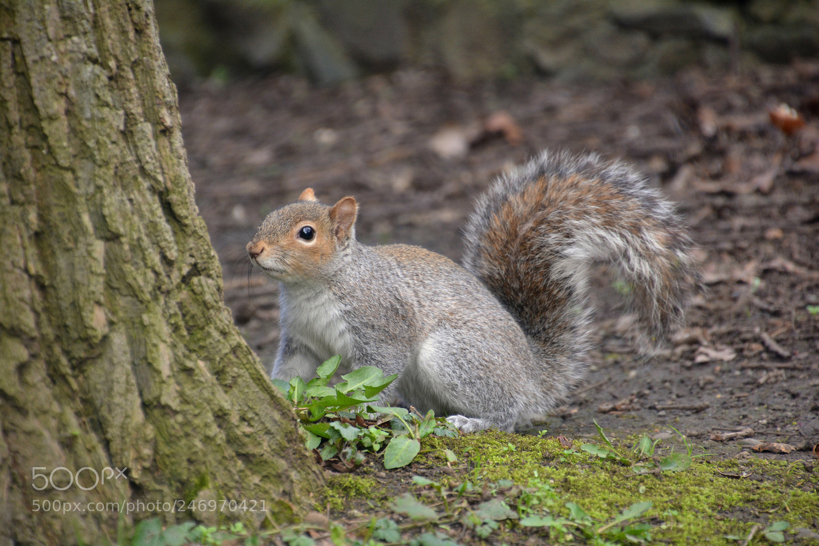 Nikon D5200 sample photo. Squirrel photography
