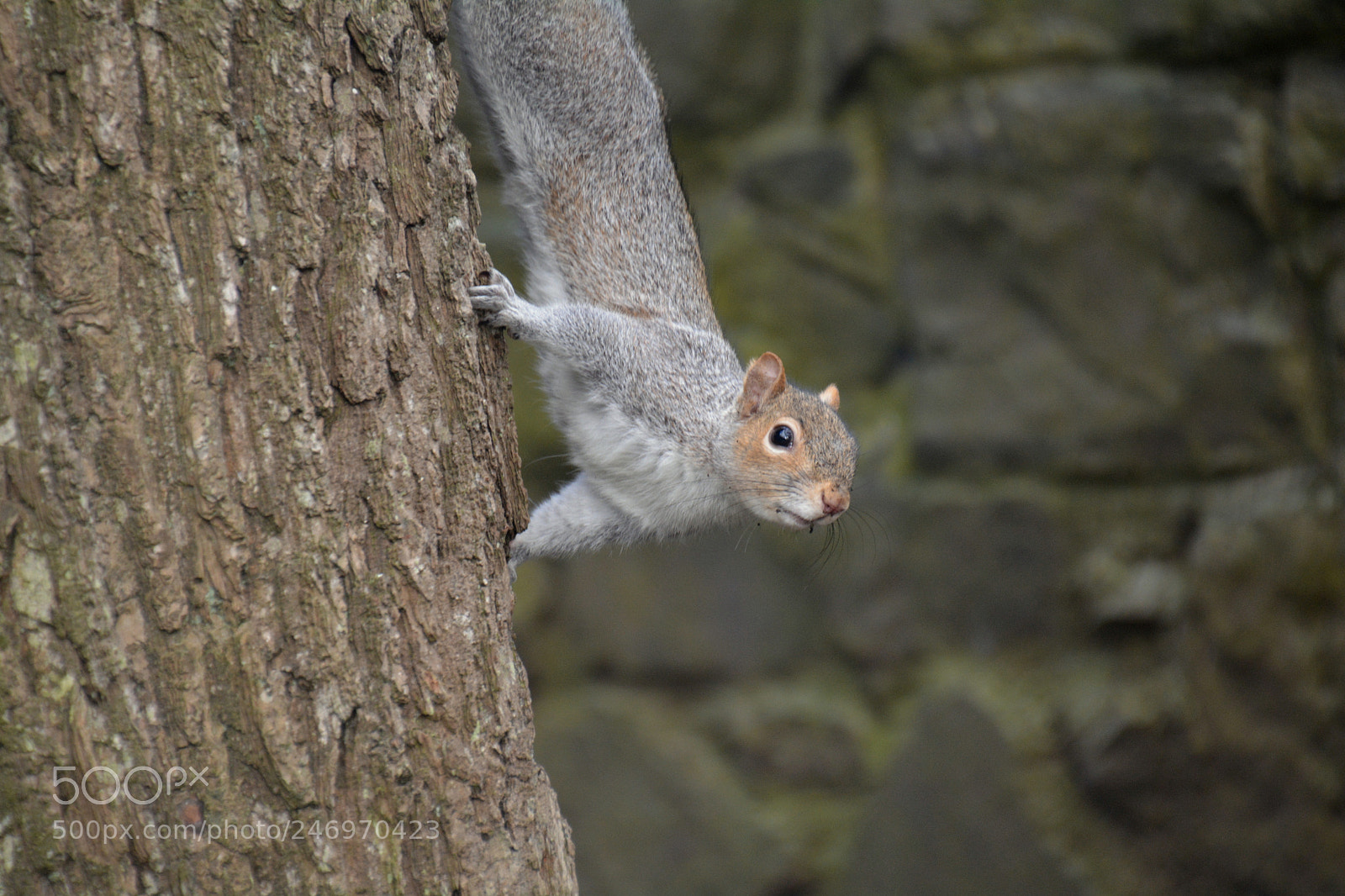 Nikon D5200 sample photo. Curiosity photography