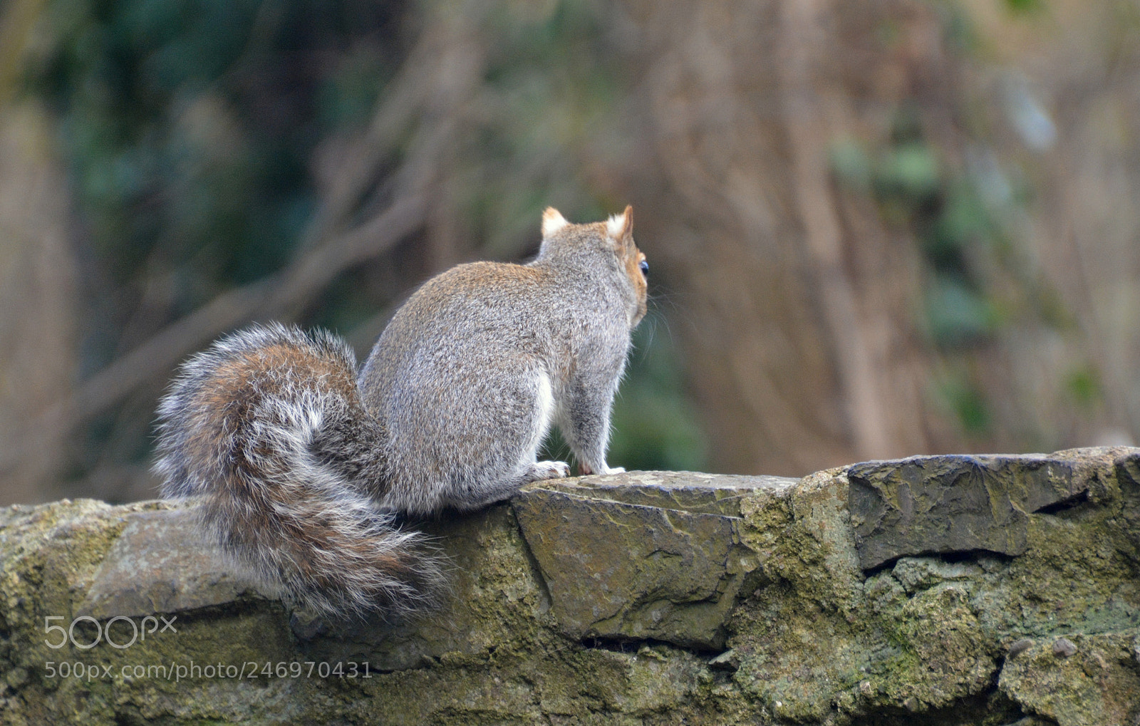 Nikon D5200 sample photo. Looking out photography