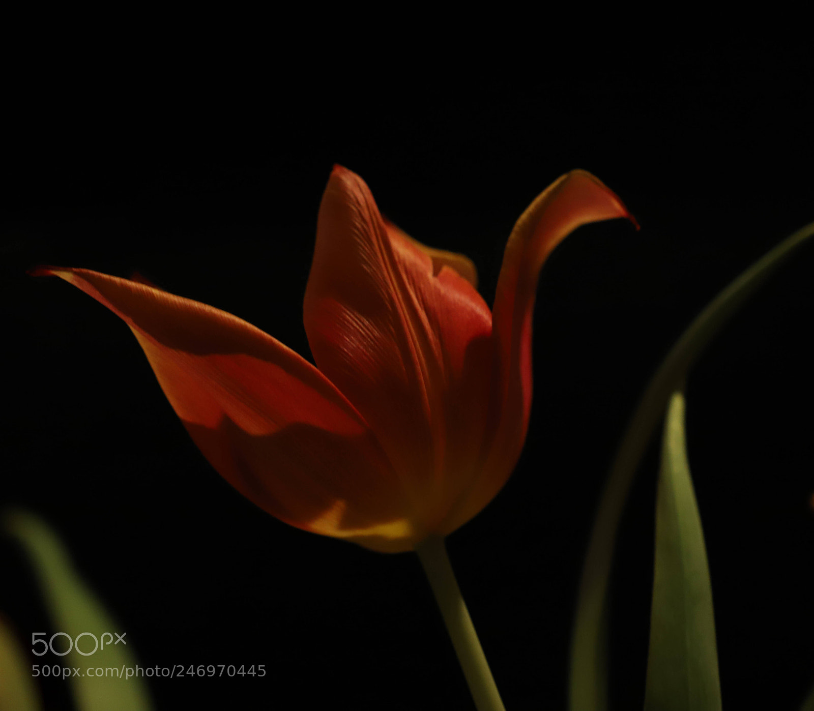 Canon EOS 6D Mark II sample photo. Tulip red photography
