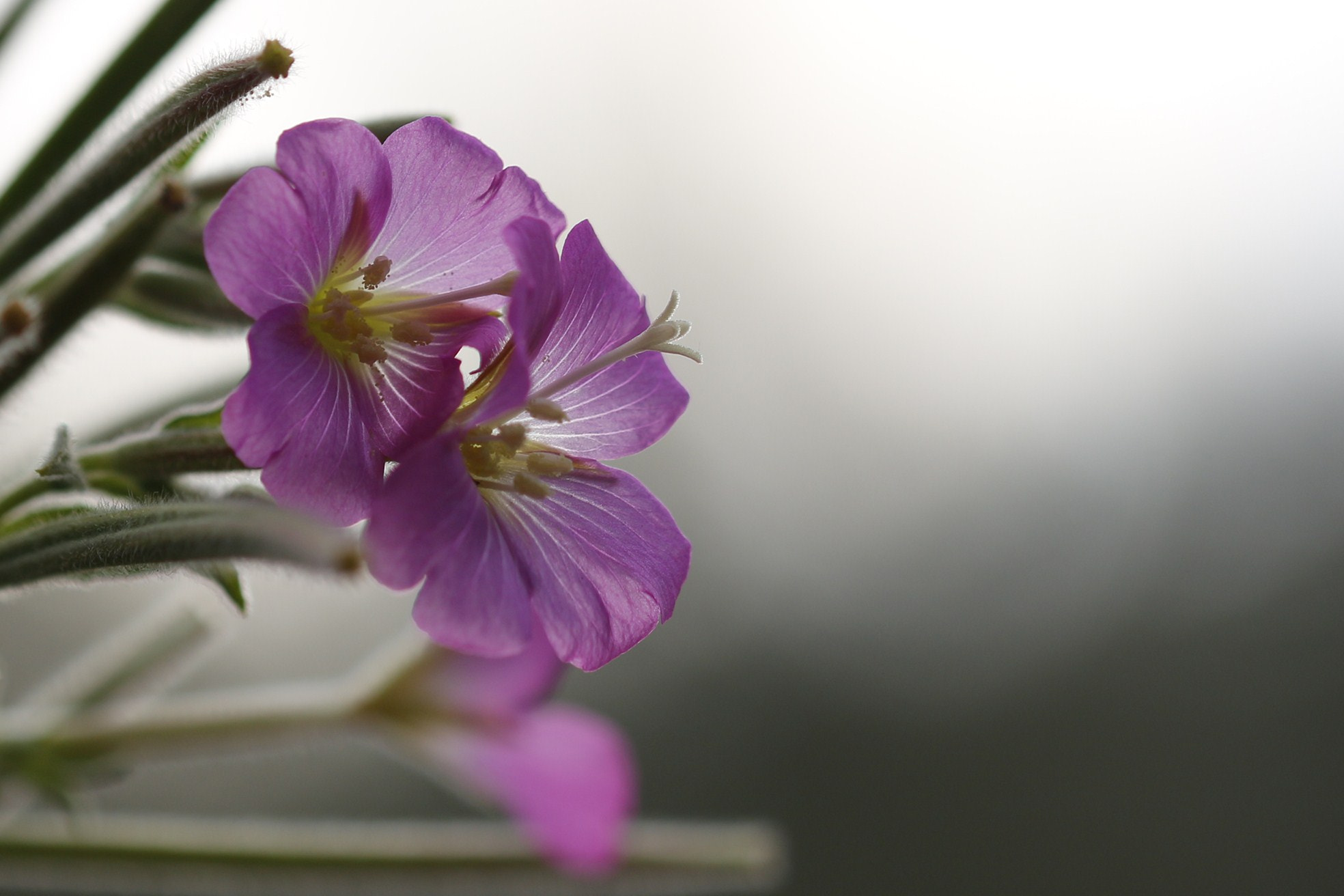 Sigma 105mm F2.8 EX DG OS HSM sample photo. Mg photography