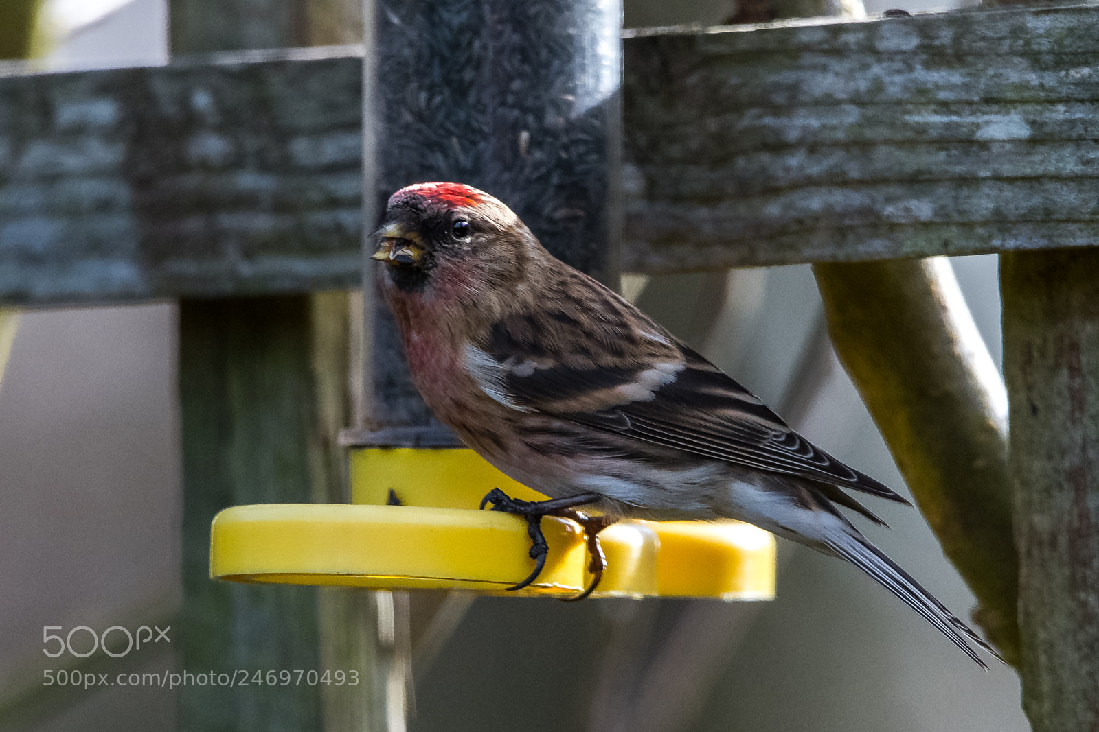 Nikon D850 sample photo. Nyger feeder photography