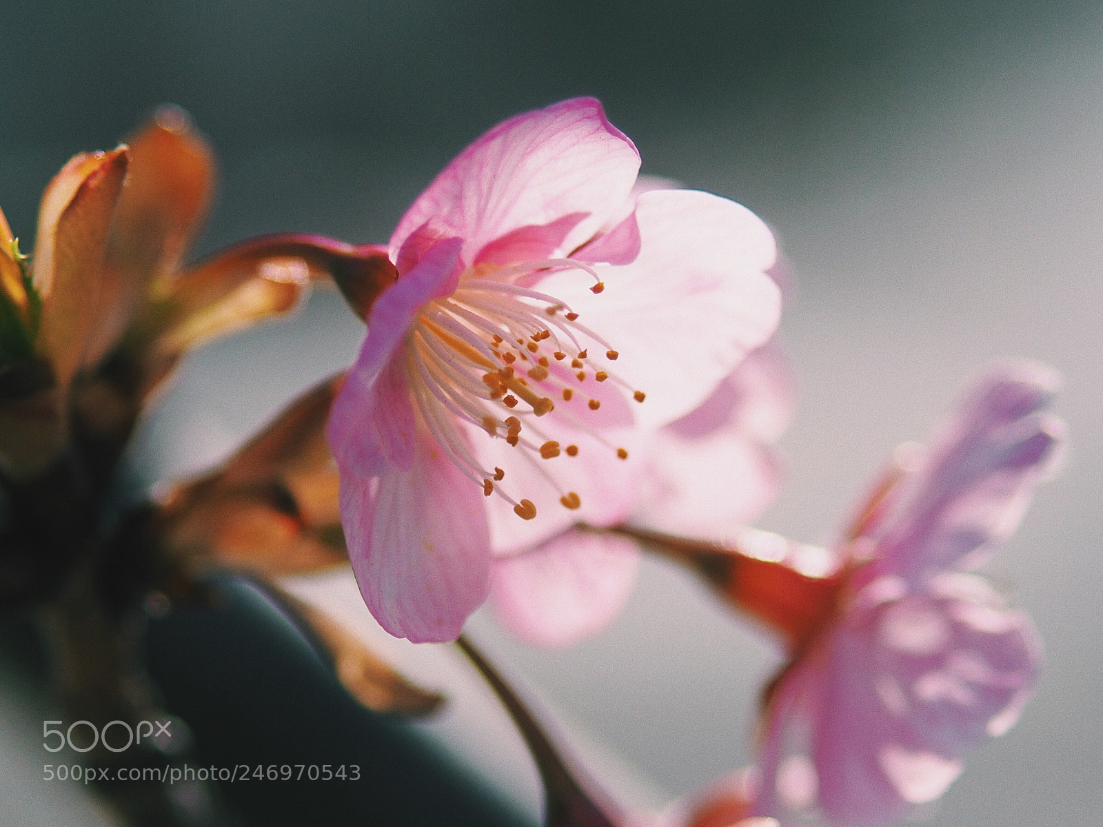 Olympus OM-D E-M10 II sample photo. A breath of spring photography