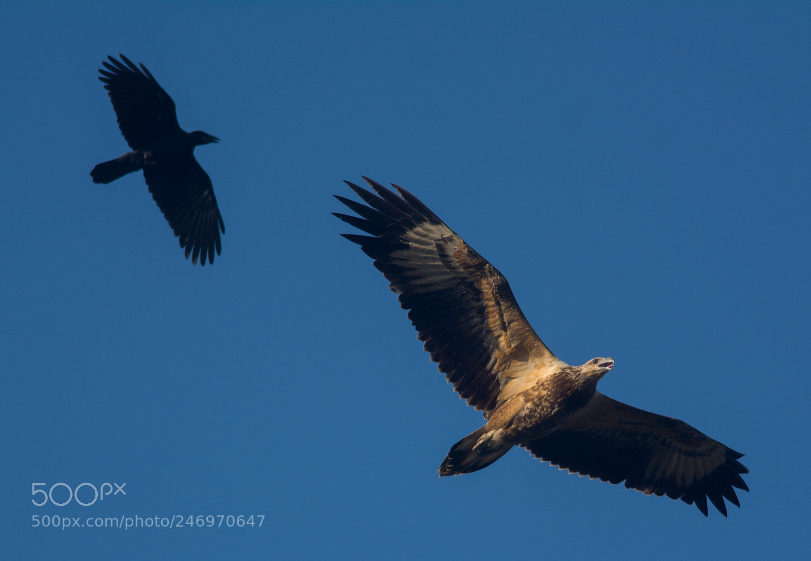 Nikon D7100 sample photo. Wedge tail eagle vs photography