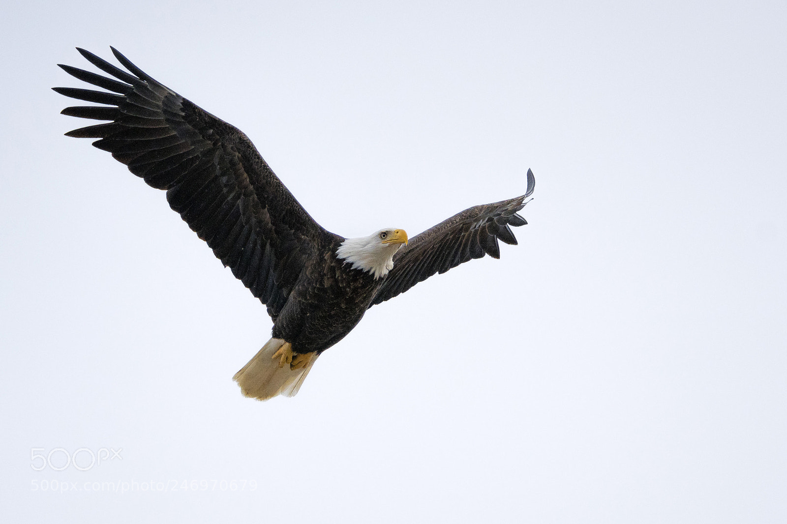 Sony a7R II sample photo. Marvelous flight photography