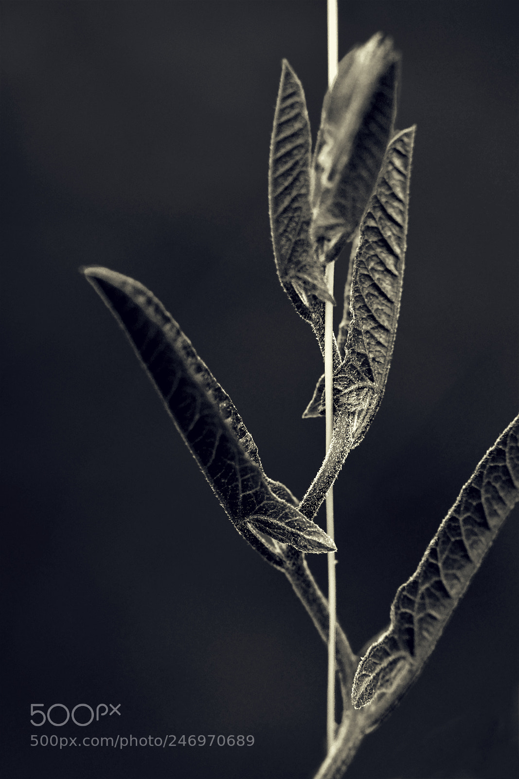 Nikon D5200 sample photo. Plant photography