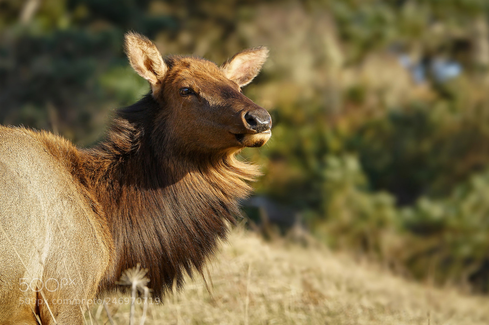 Sony a7R II sample photo. Elk at ecola state photography