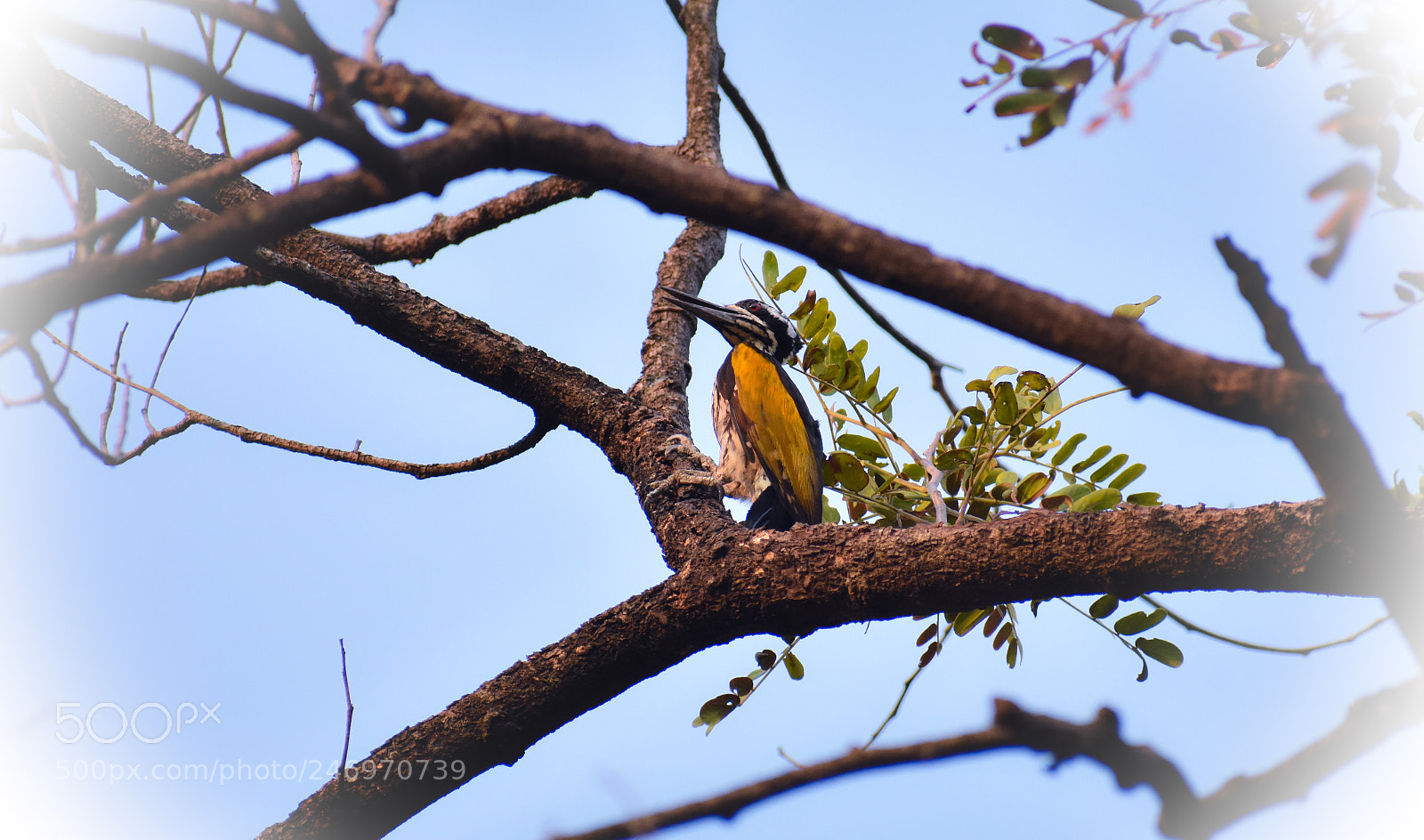 Nikon D3400 sample photo. Indian woodpecker photography