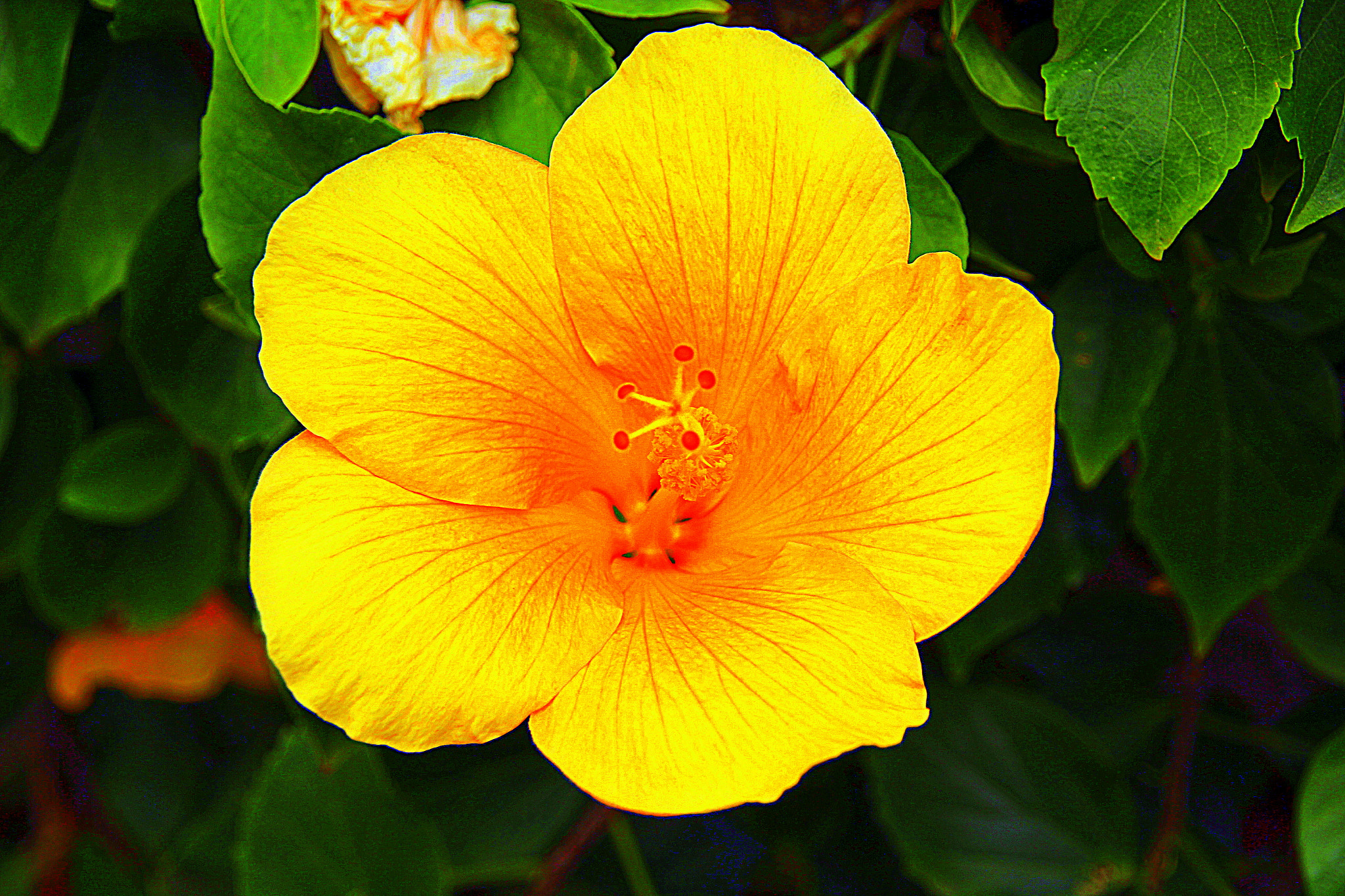 Sigma 18-200mm f/3.5-6.3 DC OS sample photo. "the yellow trumpet" photography