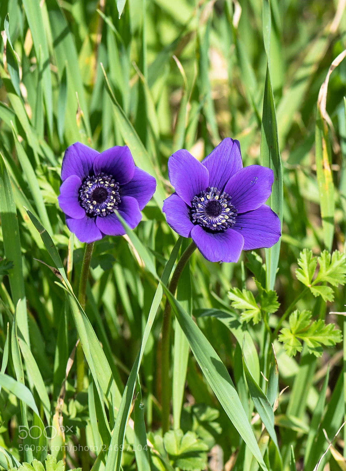 Nikon D5 sample photo. Twins photography