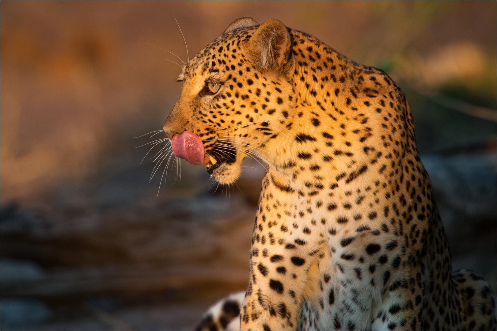 Nikon D4 sample photo. Chobe leopard photography