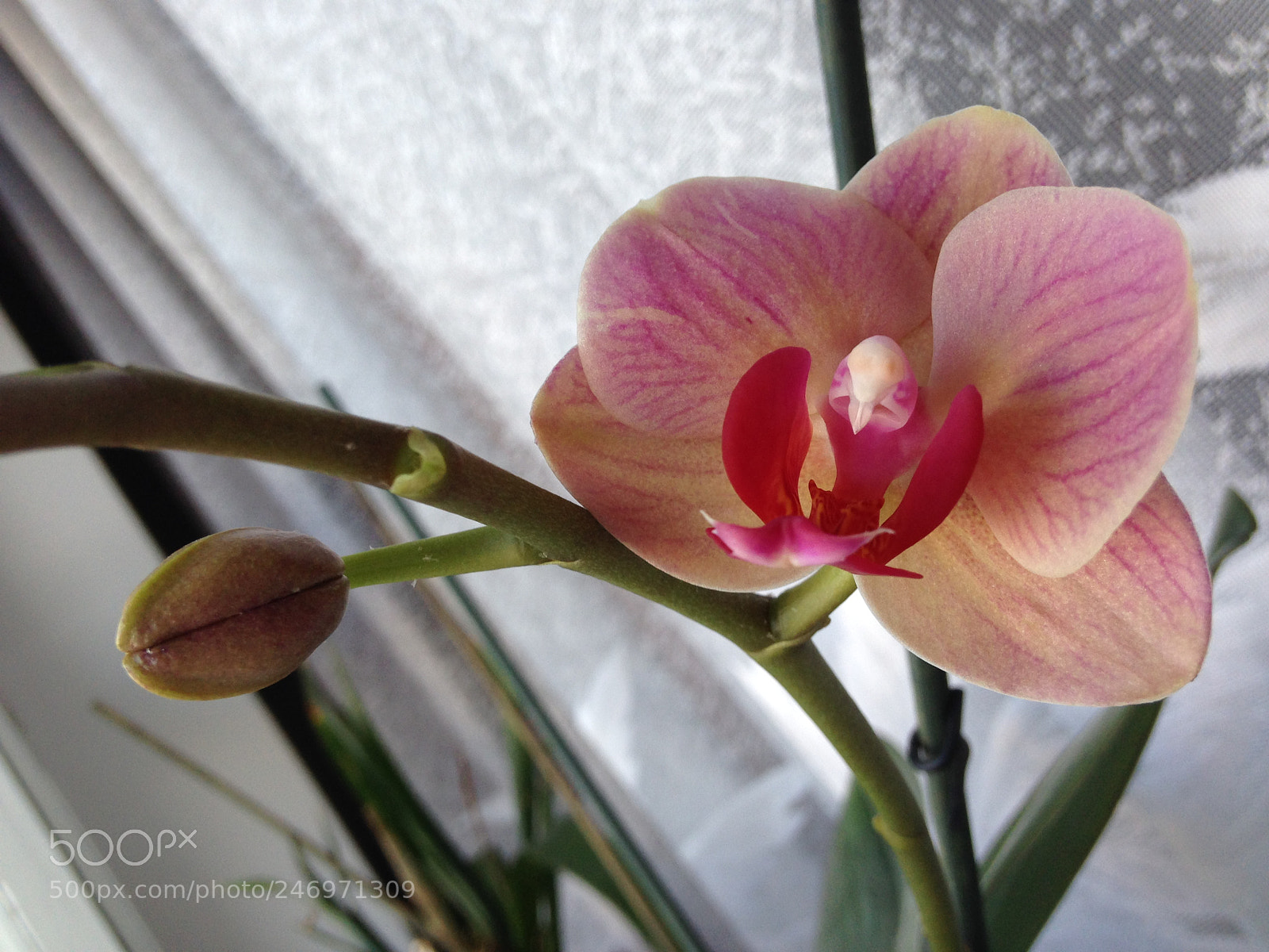 Apple iPhone 5 sample photo. Untitled photography