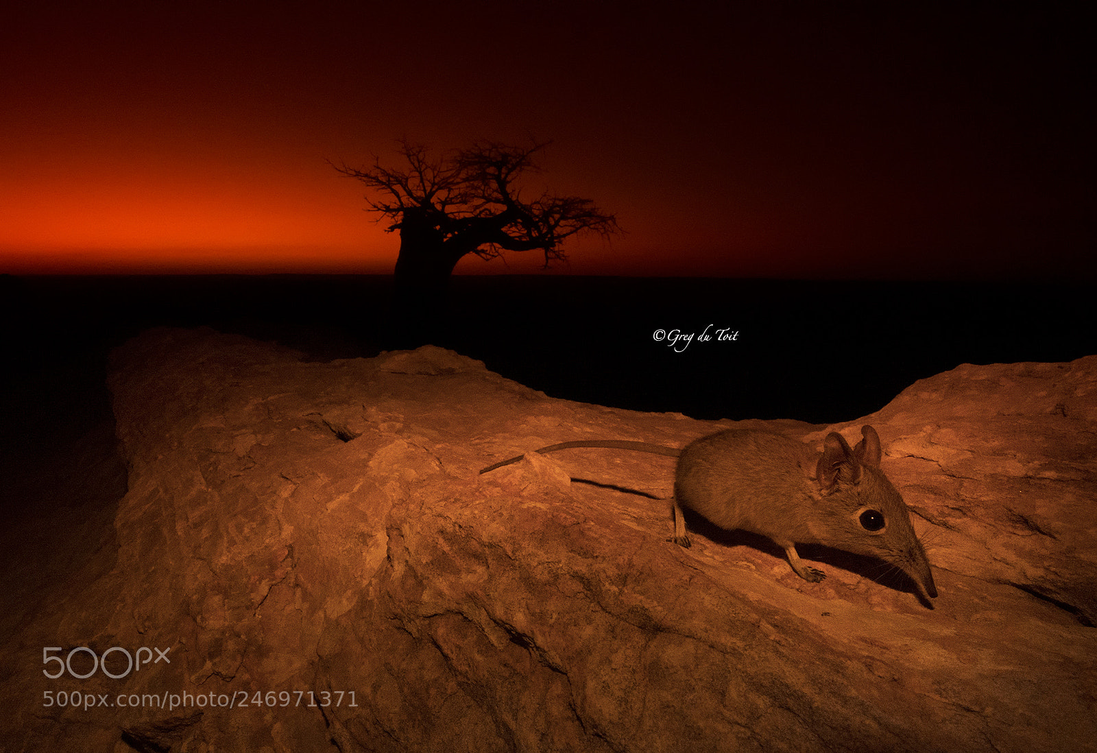 Nikon D4S sample photo. The shrew and the photography