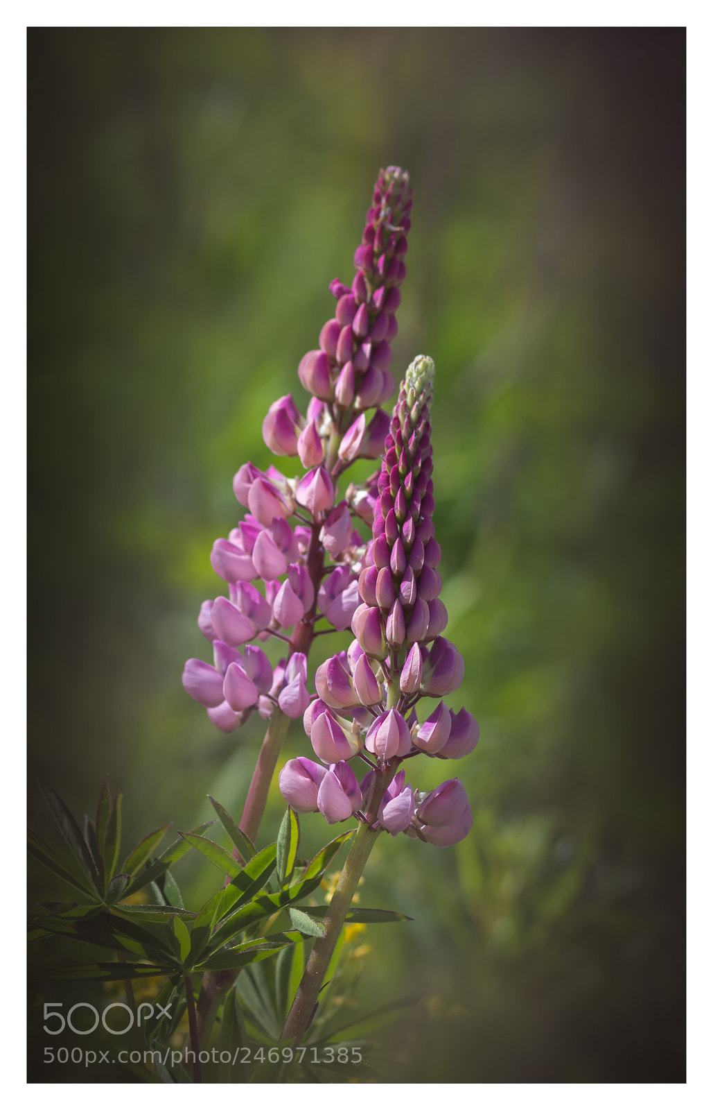 Sony SLT-A77 sample photo. Pink lupine photography