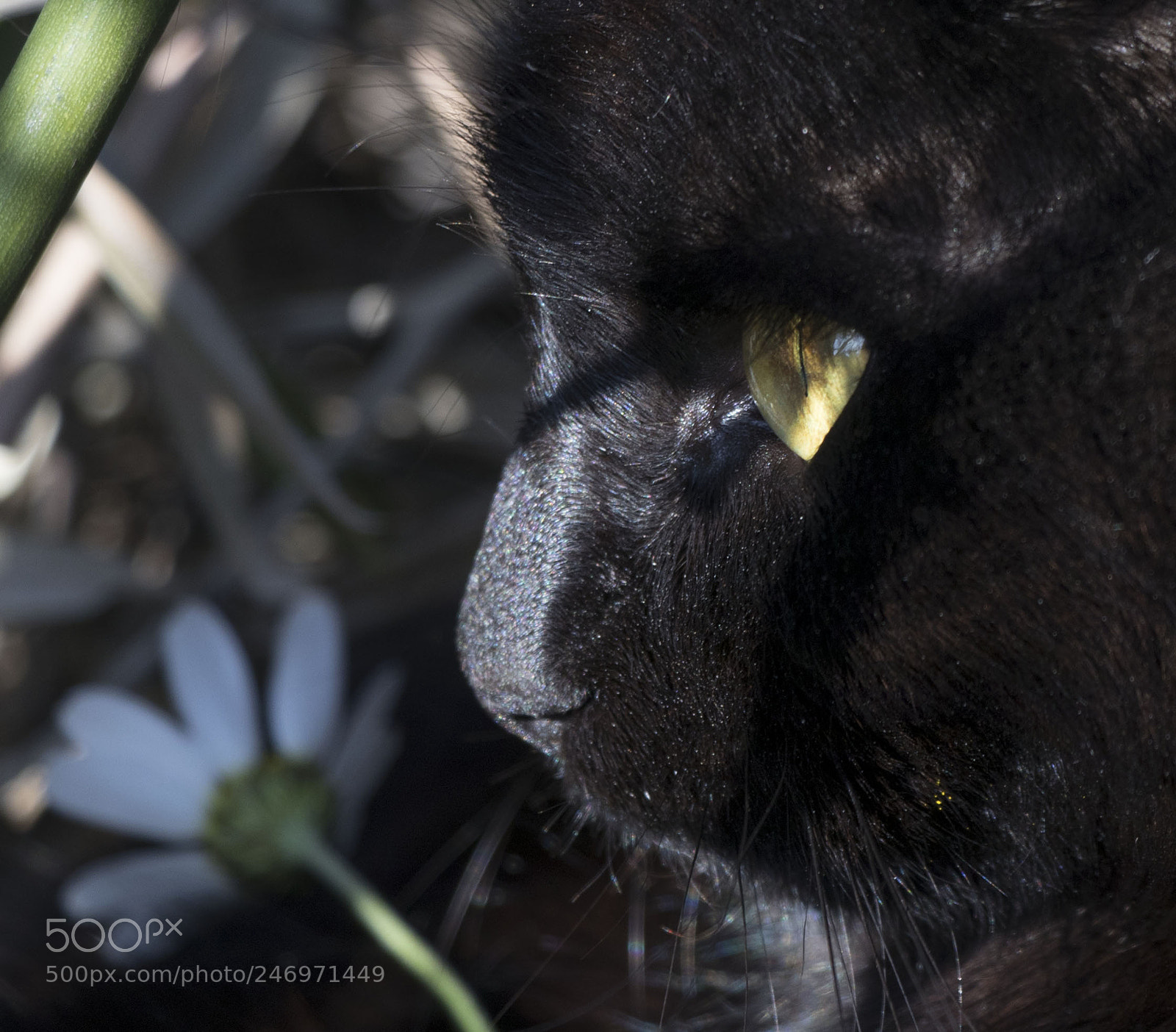 Canon EOS 77D (EOS 9000D / EOS 770D) sample photo. Cat photography