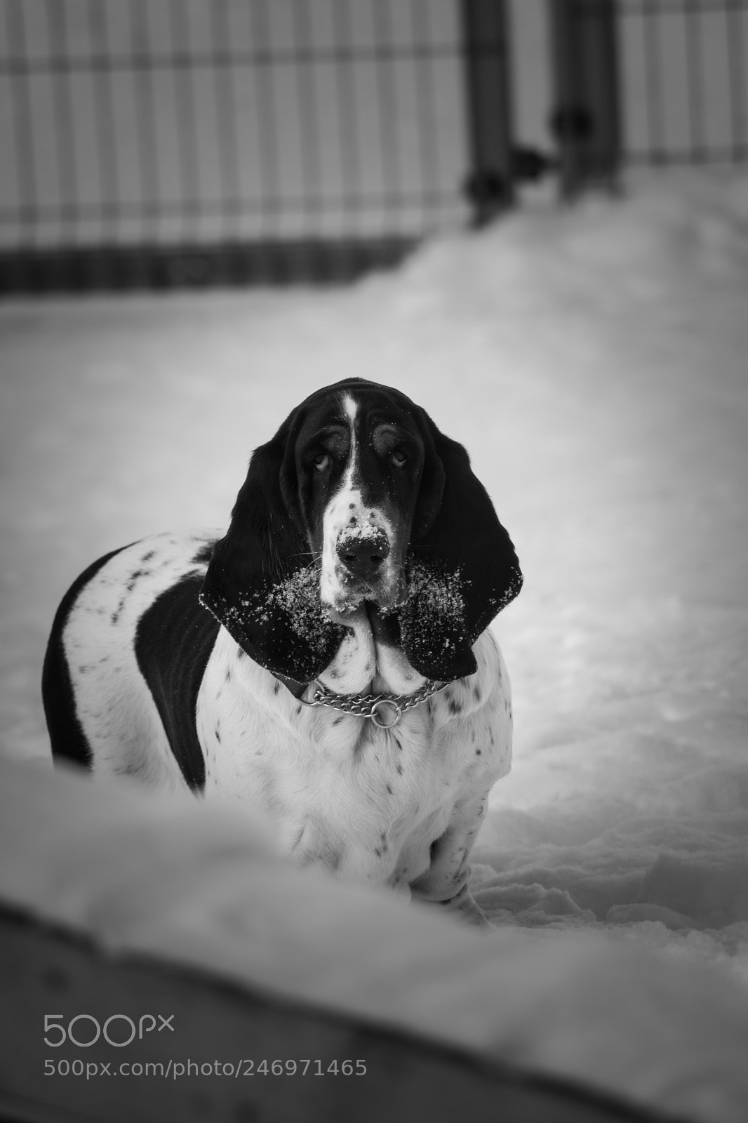 Nikon D500 sample photo. My lovely basset photography