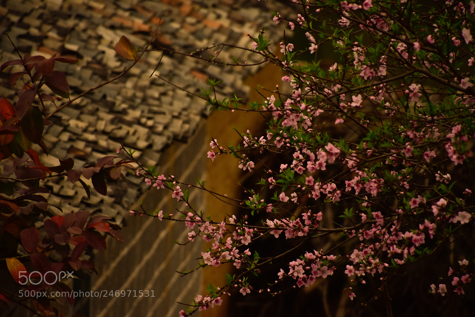 Nikon D7200 sample photo. Peach blossom photography