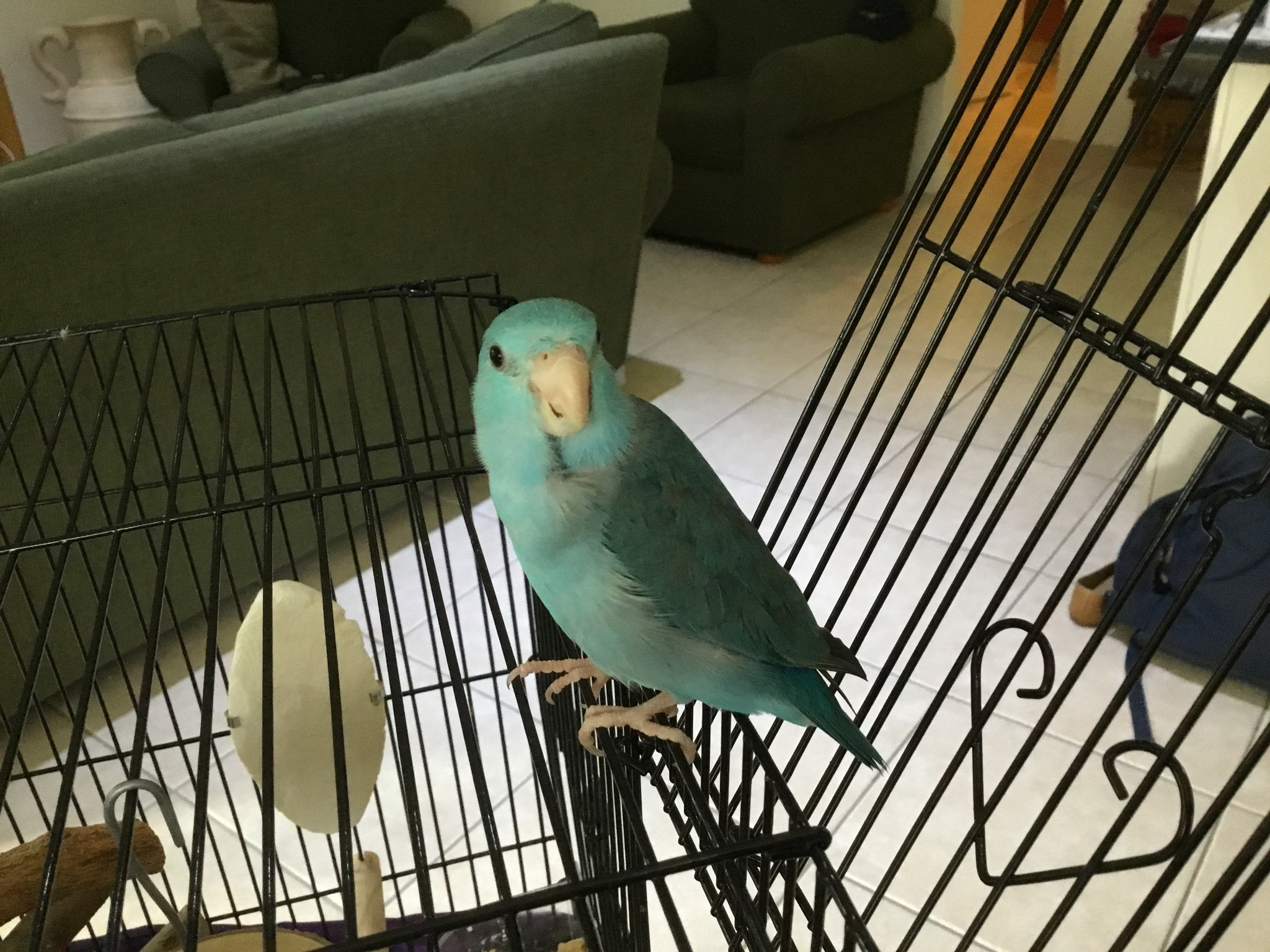 Apple iPad (5th generation) sample photo. My bird coco photography